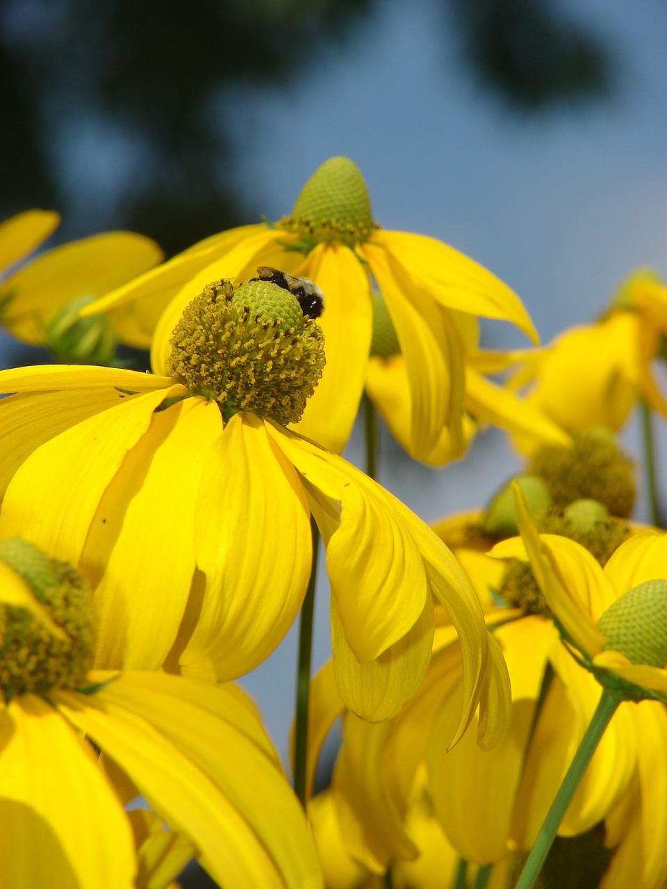 Rudbeckia, Herbstonne, Geltona, Gėlė, Žydėti, Žiedlapis, Šviežias, Žiedas, Gėlių, Vasara