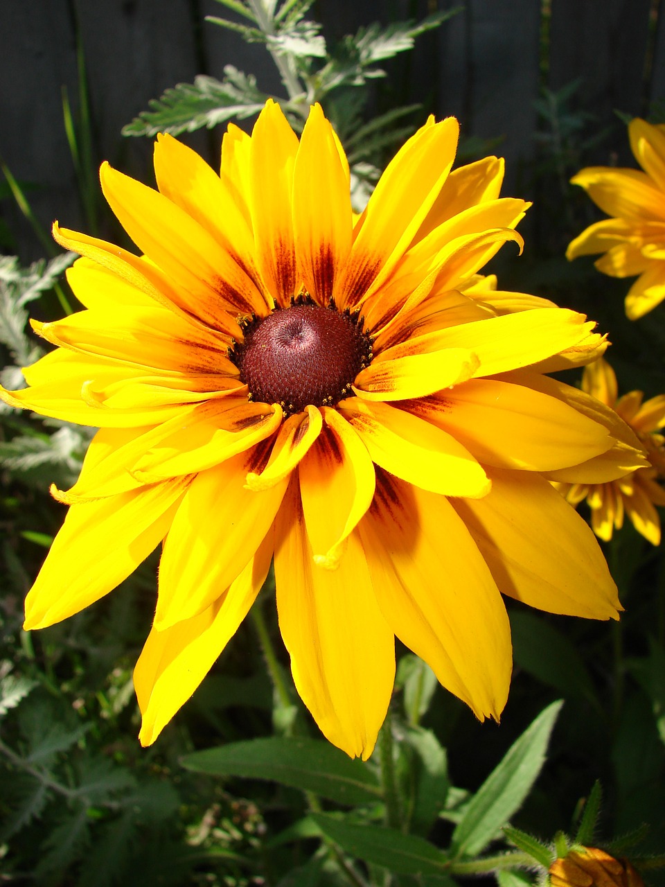 Rudbeckia, Hirta, Juodas Eyed Susan, Gėlė, Žydėti, Geltona, Gamta, Žiedas, Gėlių, Vasara