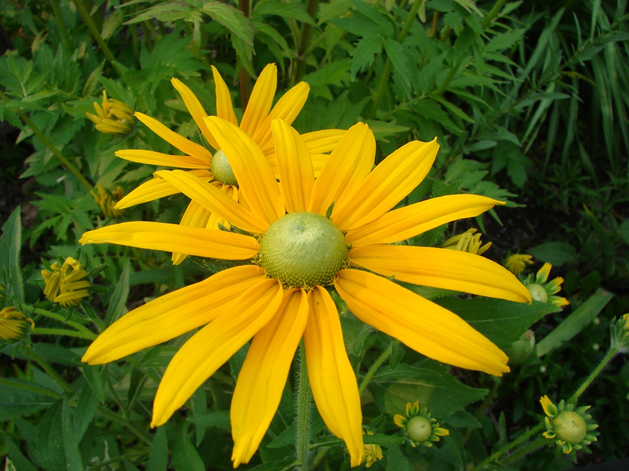 Rudbeckia, Hirta, Juodas Eyed Susan, Gėlė, Žydėti, Geltona, Gamta, Žiedas, Gėlių, Vasara