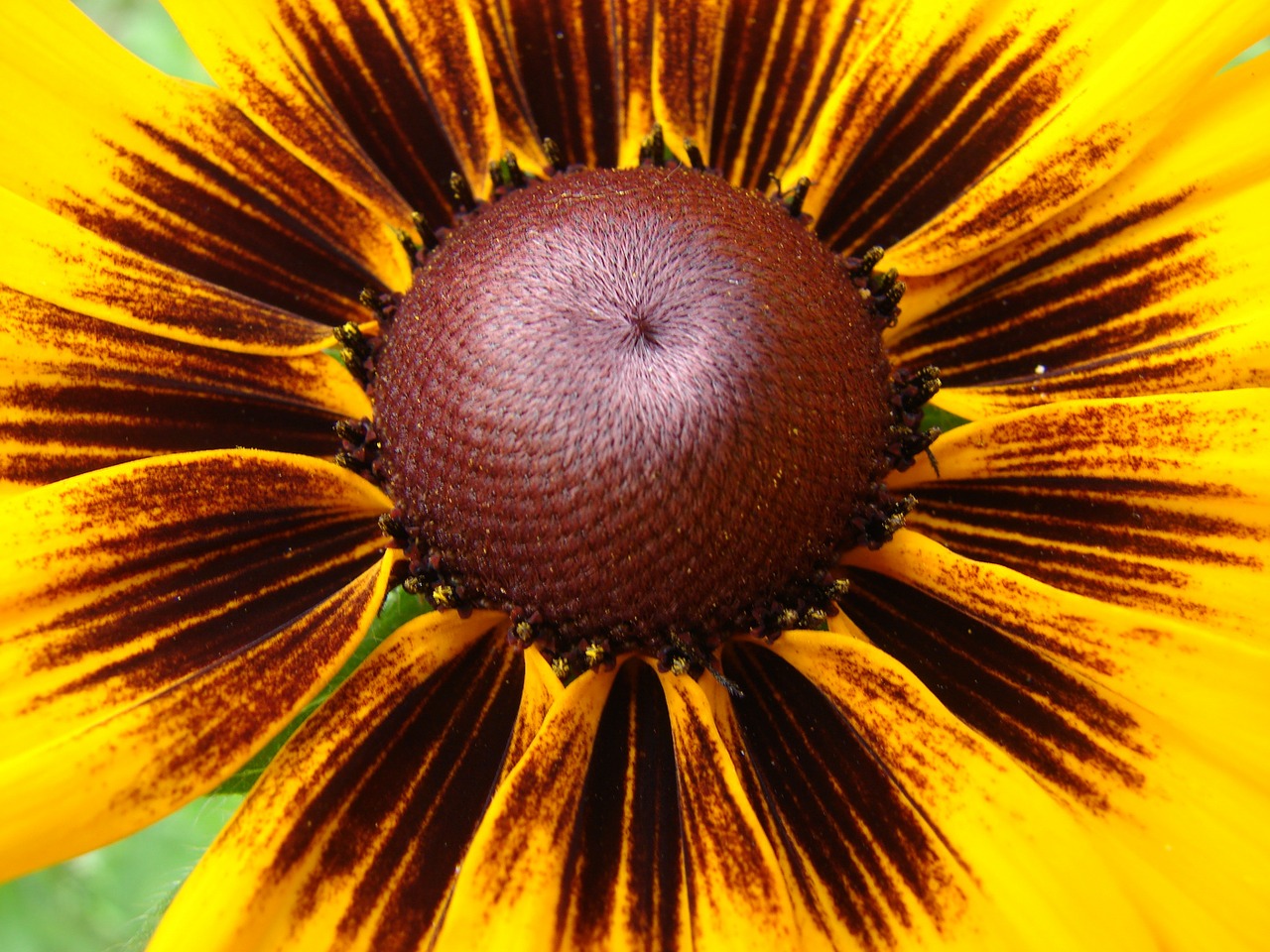 Rudbeckia, Hirta, Juodas Eyed Susan, Gėlė, Žydėti, Geltona, Gamta, Žiedas, Gėlių, Vasara