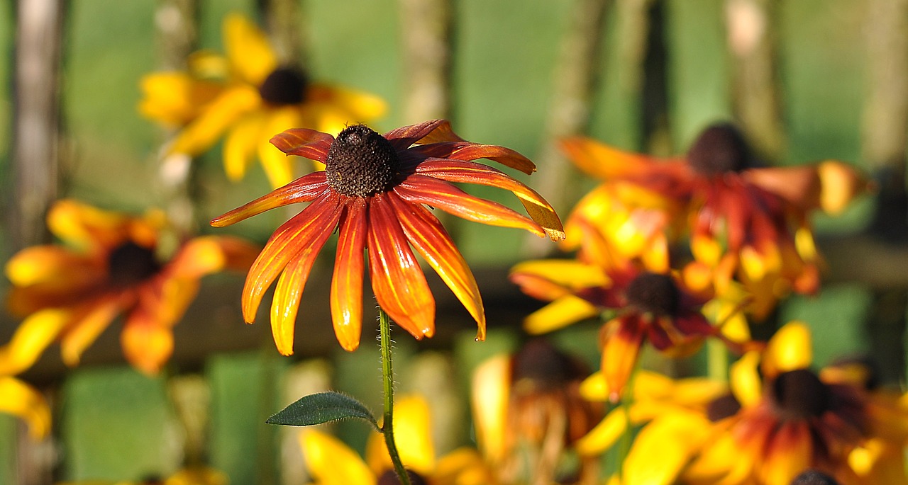 Rudbeckia Briliantas, Gėlė, Geltona, Makro, Sodas, Geltona Gėlė, Gamta, Augalas, Iš Arti, Ruduo