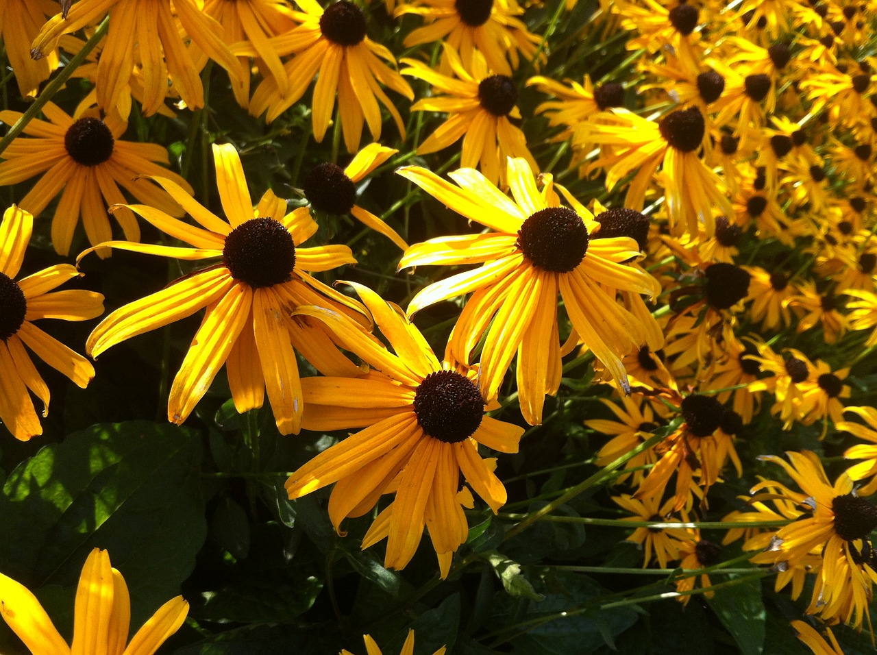 Rudbeckia Fulgida,  Goldsturm,  Augalas,  Sodas,  Žydėti,  Vasara,  Spalvinga, Nemokamos Nuotraukos,  Nemokama Licenzija