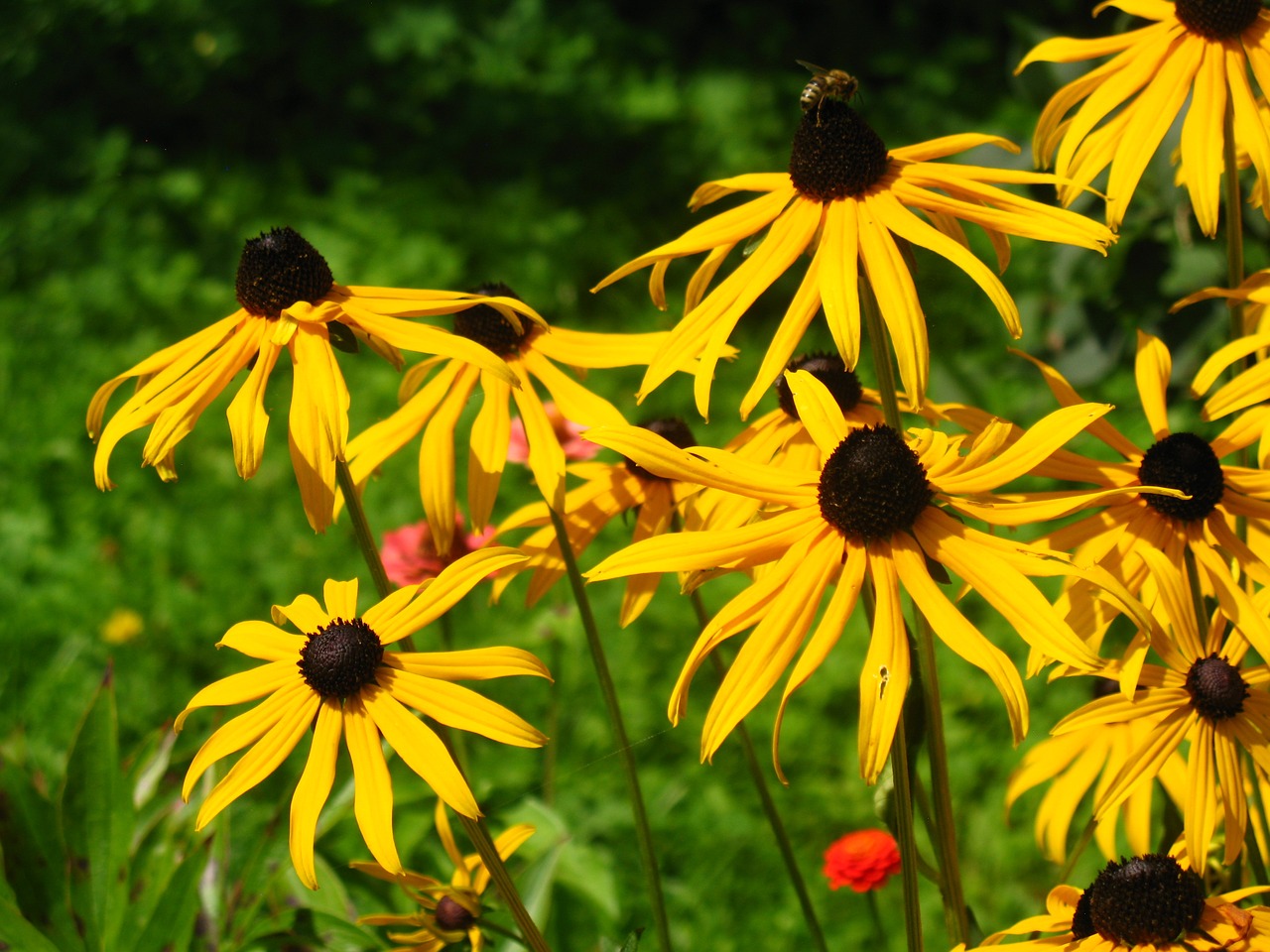 Rudbeckia, Rudbeckia, Gėlės, Geltona, Augalas, Vasara, Klesti, Sodas, Nemokamos Nuotraukos,  Nemokama Licenzija