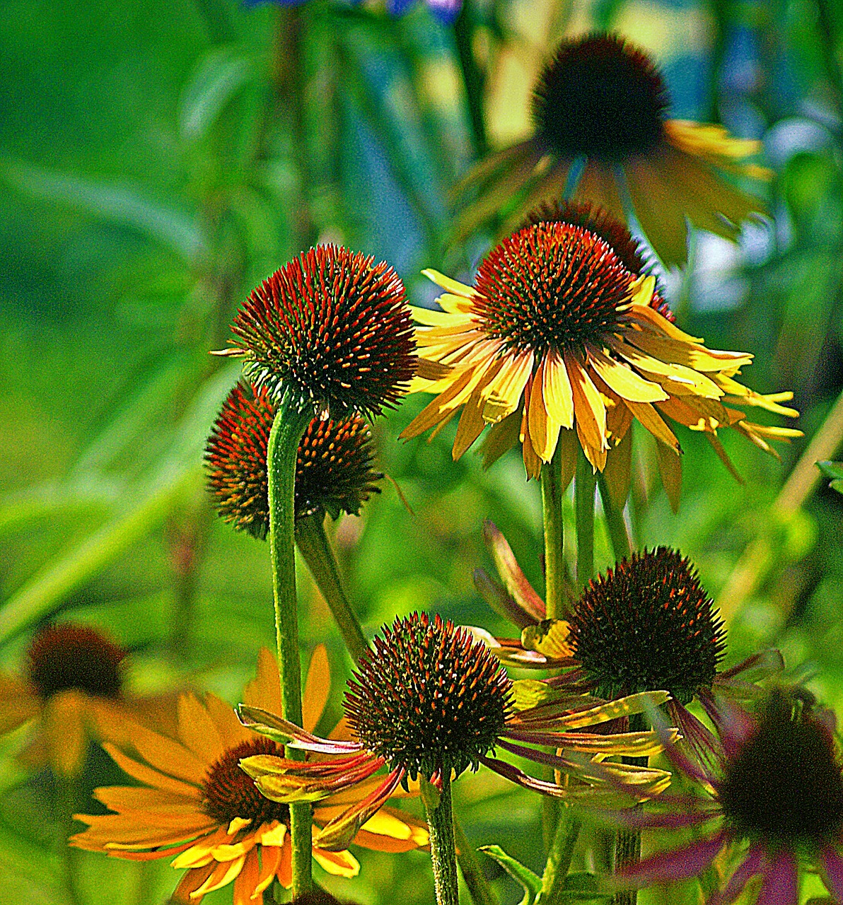 Rudbekia, Gėlė, Gėlės Geltonos Spalvos, Asteraceae, Flora, Augmenija, Gamta, Ryškumas, Žydėjimas, Pilnai Žydėti