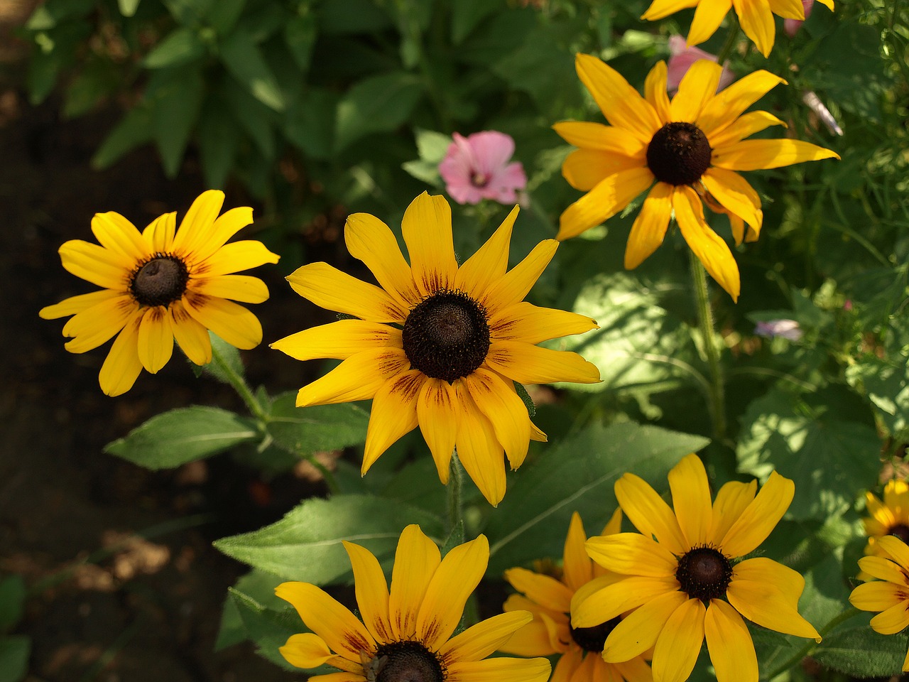 Rudbeckia Bicolor, Bicolor Rudbeckia Hirta, Gėlė, Gėlės, Žydėjimas, Siužetas, Sodas, Gamta, Augalas, Sodo Augalas