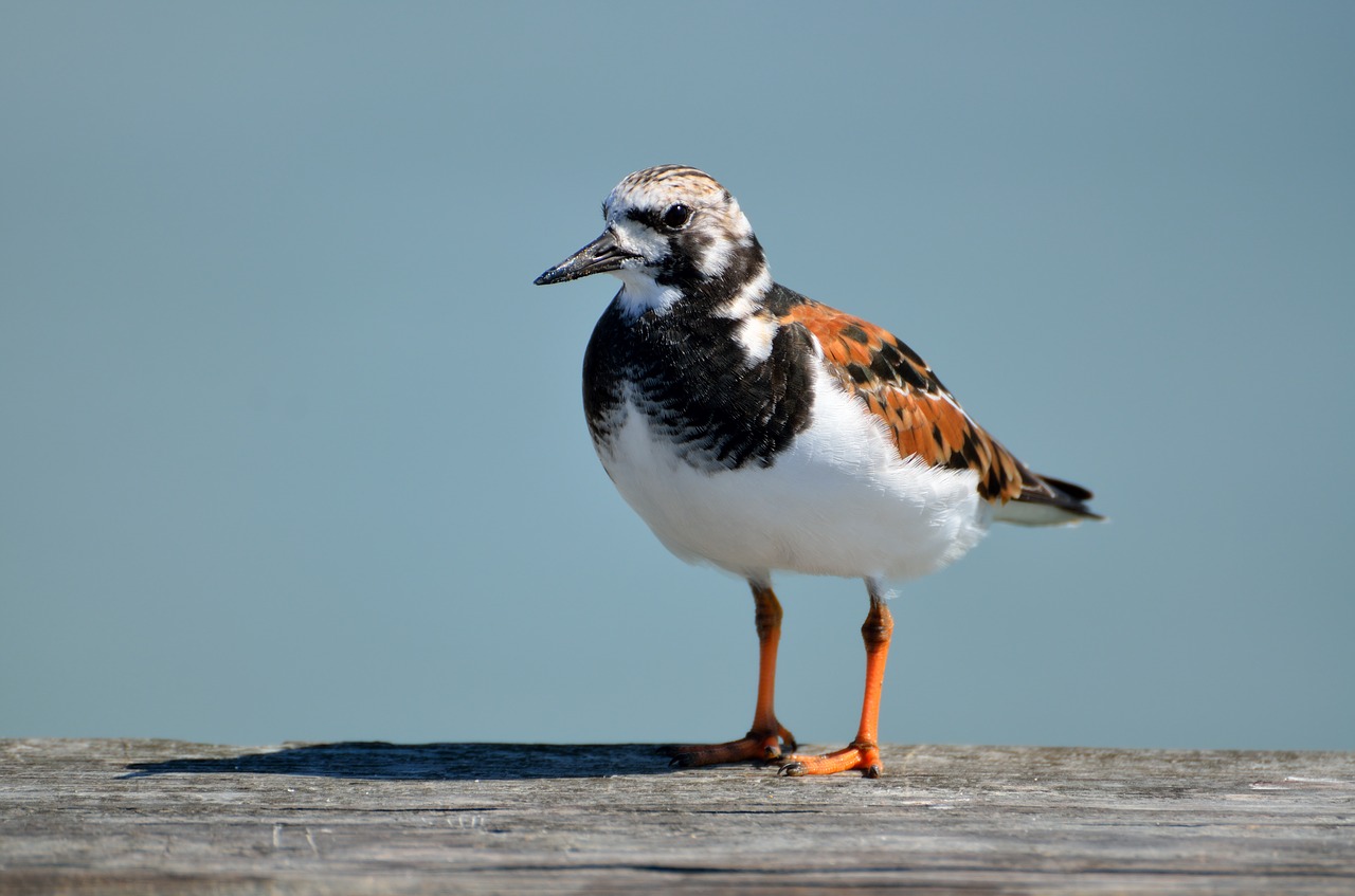 Ruddy, Turnstone, Vanduo, Gamta, Gyvūnas, Laukinė Gamta, Vada, Jūra, Fauna, Wader