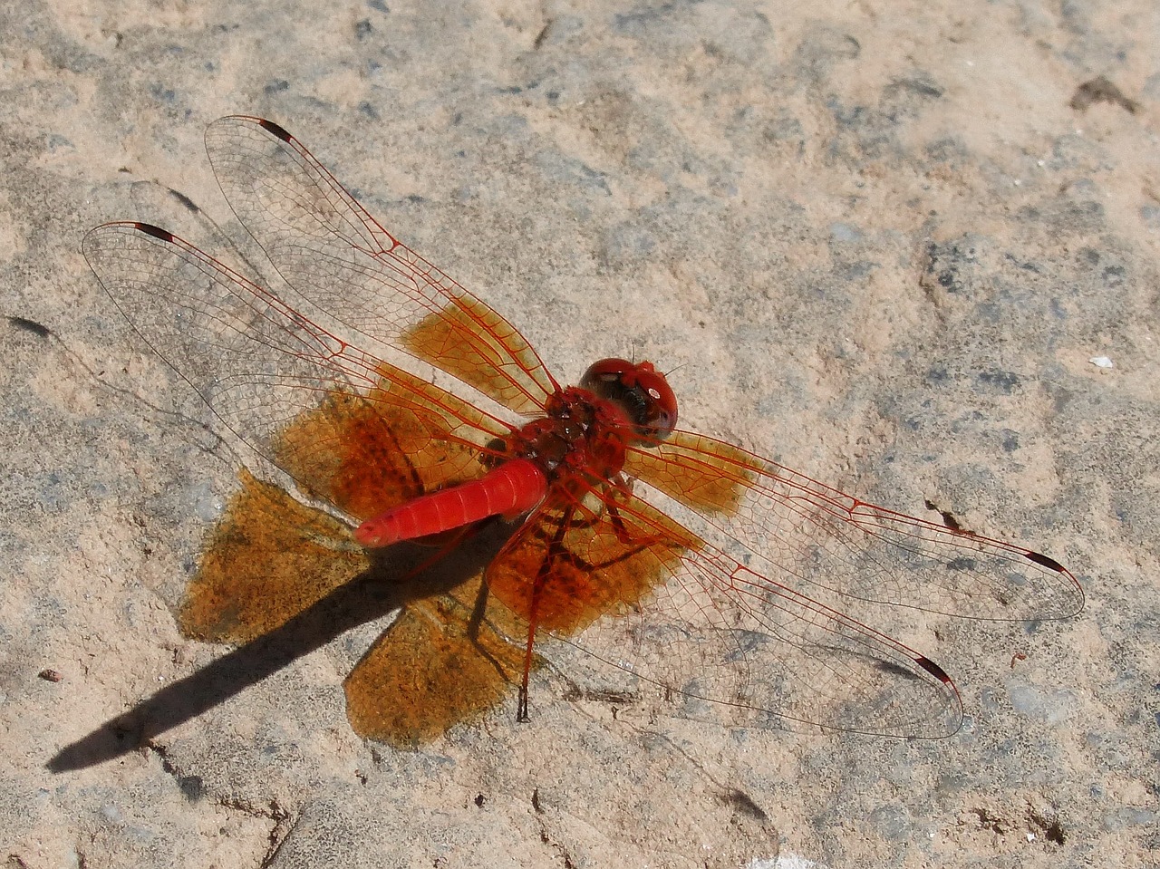 Ruddy Darter, Raudona Lazda, Šešėlis, Rokas, Nemokamos Nuotraukos,  Nemokama Licenzija