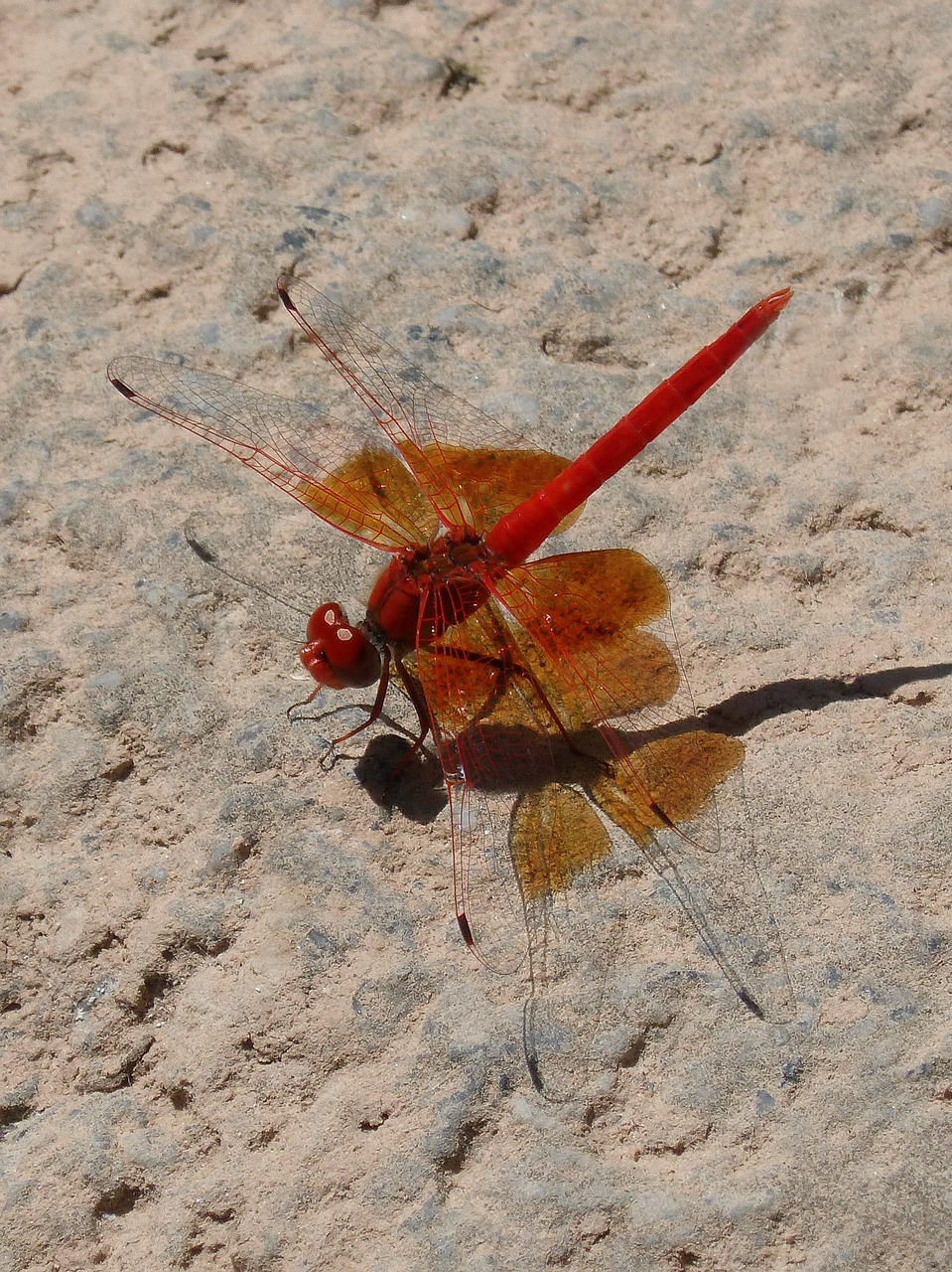 Ruddy Darter, Raudona Lazda, Šešėlis, Rokas, Nemokamos Nuotraukos,  Nemokama Licenzija