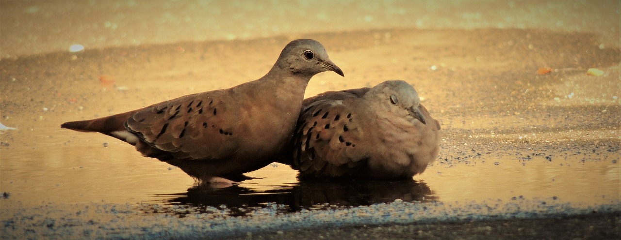 Ruddy Grindų Balandis, Weasels, Paukštis, Paukštis, Nemokamos Nuotraukos,  Nemokama Licenzija