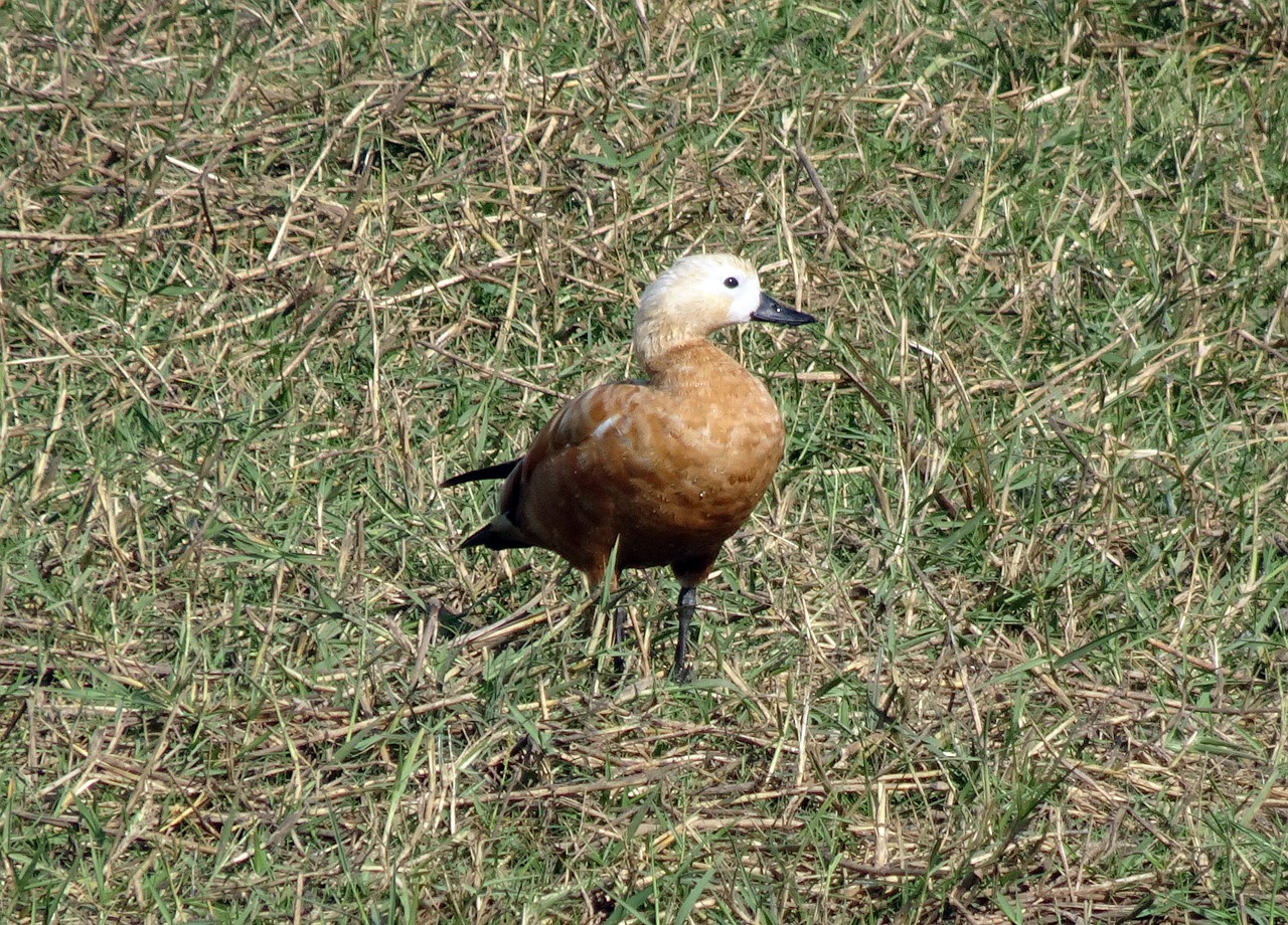 Rudas Lukštas, Tadorna Ferruginea, Brahminy Antis, Anatidae, Paukštis, Gamta, Gyvūnas, Laukinė Gamta, Žolė, Diu