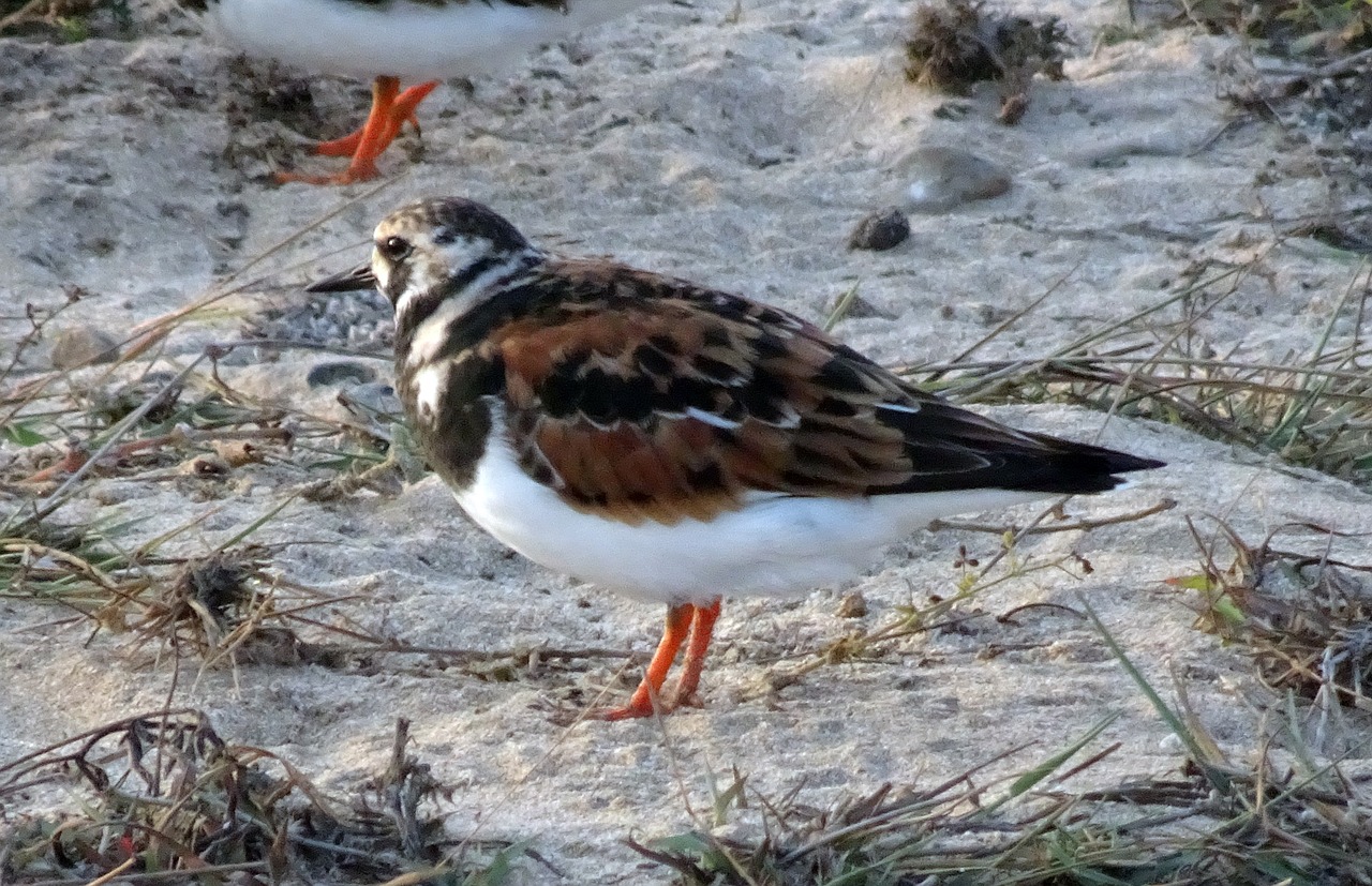 Ruddy Turnstone, Arenaria Interpres, Paukštis, Turnstone, Arenaria, Wader, Scolopacidae, Charadriidae, Migruojantis, Paukštis