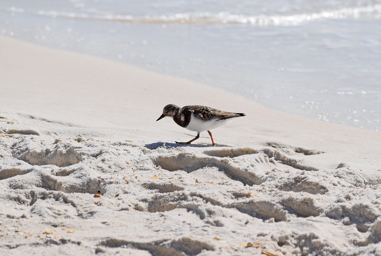 Ruddy Turnstone, Kranto Paukštis, Žiemos Plunksna, Gyvūnas, Gamta, Smėlis, Papludimys, Kelionė, Meksikos Įlanka, Panamos Miesto Paplūdimys