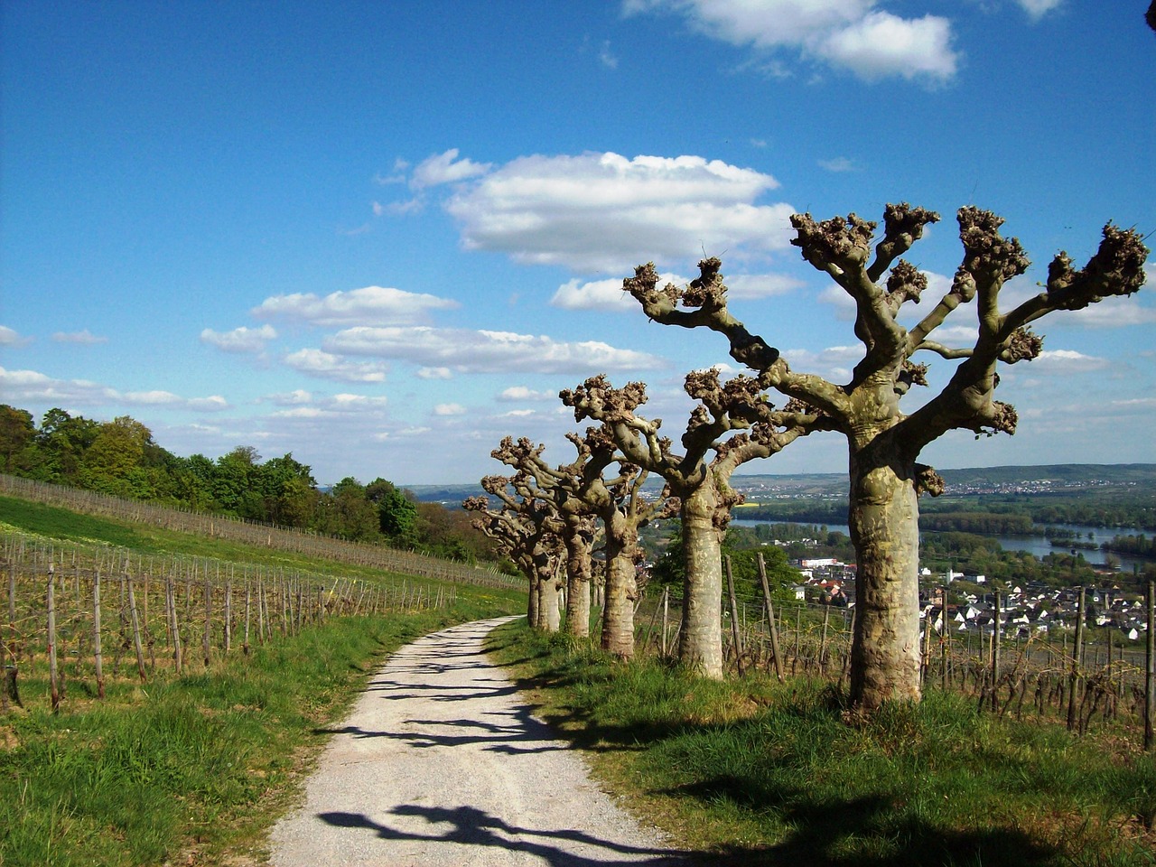Rüdesheim Am Rhein, Plokščių Medžiai, Vynuogynai, Pavasaris, Medžiai, Mėlynas, Gamta, Dangus, Kraštovaizdis, Saulė