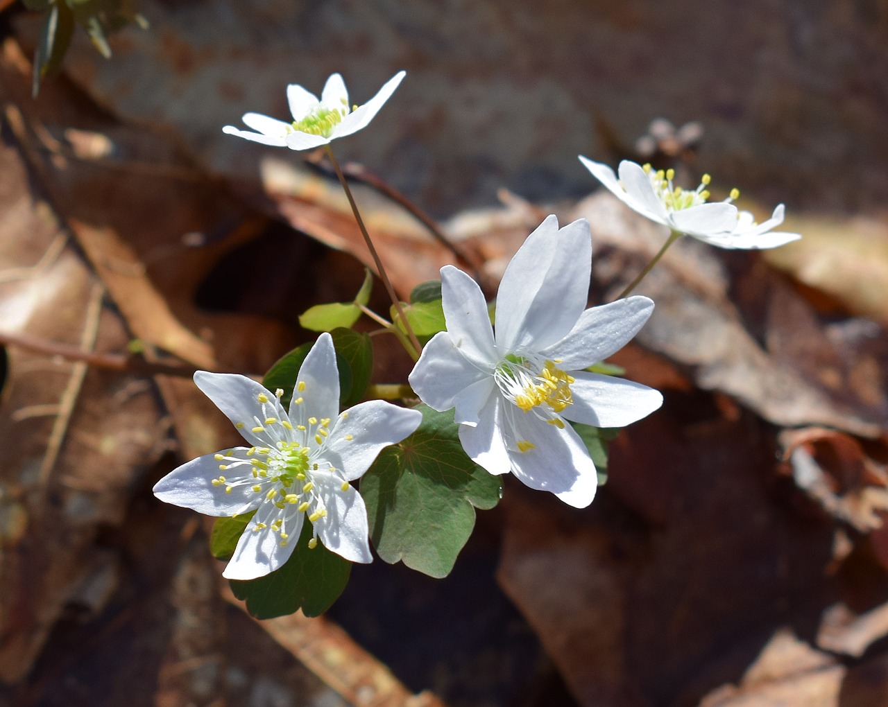 Rue Anemone, Wildflower, Gėlė, Naujai Atidarytas, Saulės Šviesa, Žiedas, Žydėti, Gamta, Augalas, Trapi