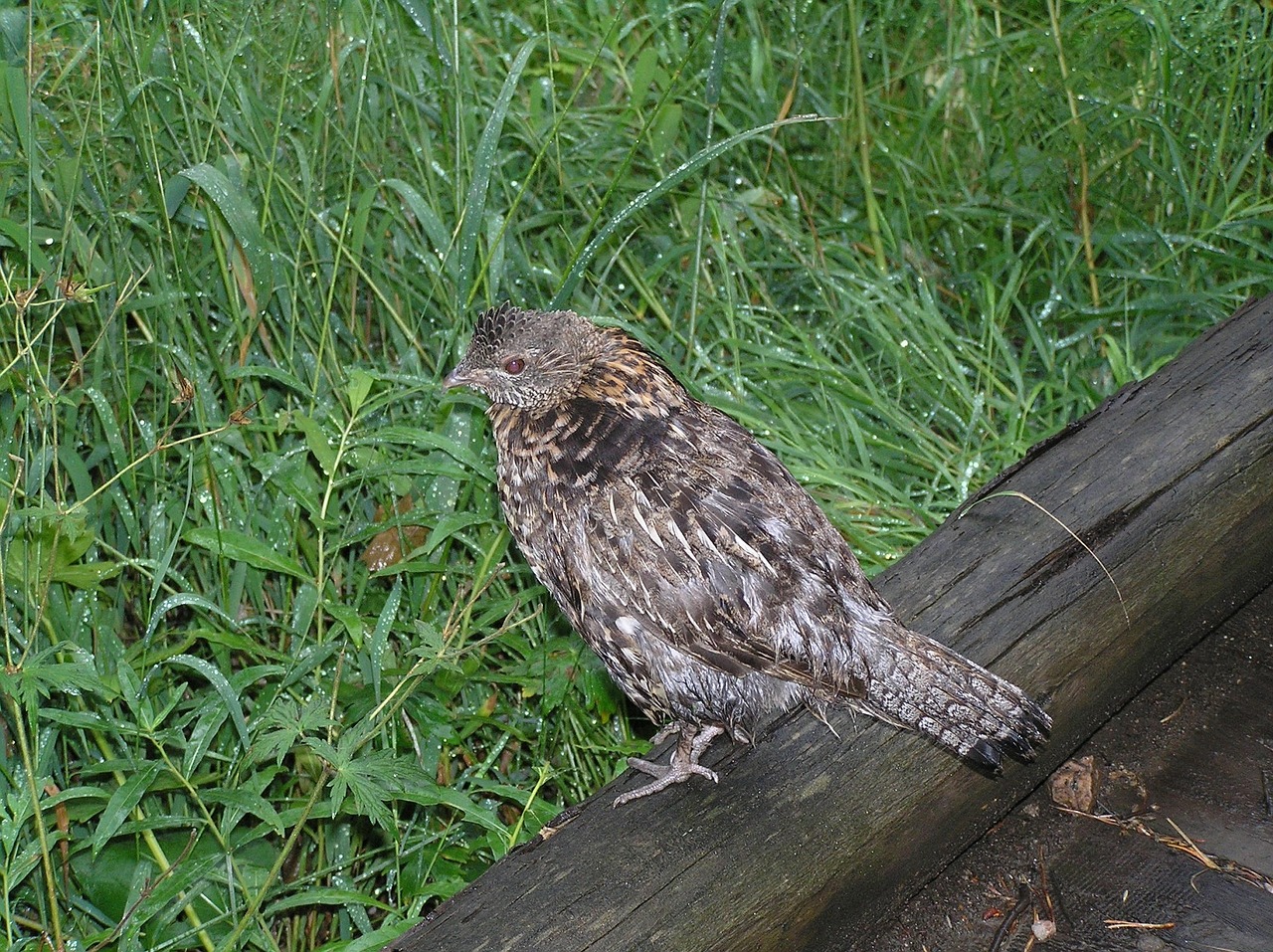 Sugadintas Grojūnas, Lietus, Paukštis, Žurnalas, Stovintis, Sustingęs, Laukinė Gamta, Gamta, Portretas, Žiūri