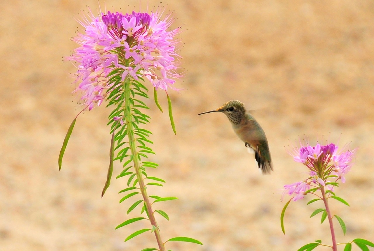 Rufinis Kolibris, Laukinė Gamta, Bangavimas, Maitinimas, Nektaras, Gėlė, Mažas, Sparnai, Paukštis, Skraidantis