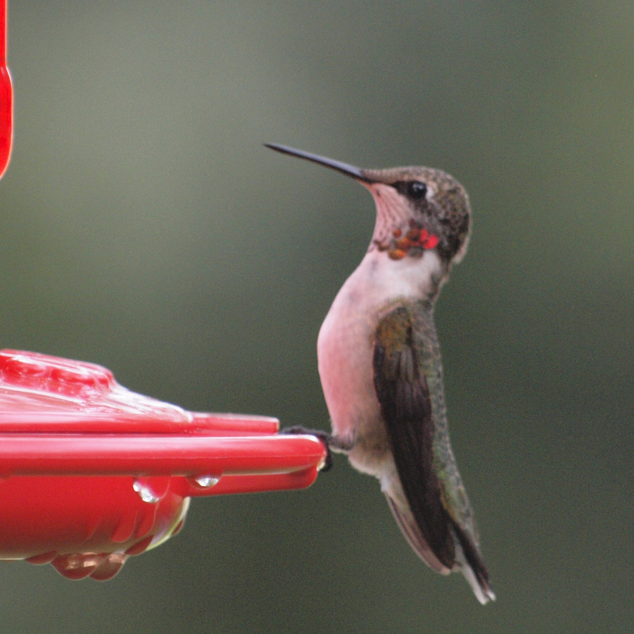 Hummingas,  Paukštis,  Rufous,  Rufinis Kolibaras, Nemokamos Nuotraukos,  Nemokama Licenzija