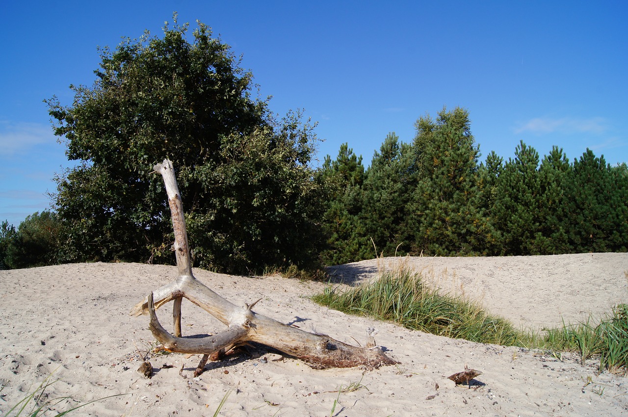 Rügen Sala, Flotsam, Papludimys, Šlifavimas, Pajūryje, Miškas, Mediena, Baldakimas, Pole, Nemokamos Nuotraukos