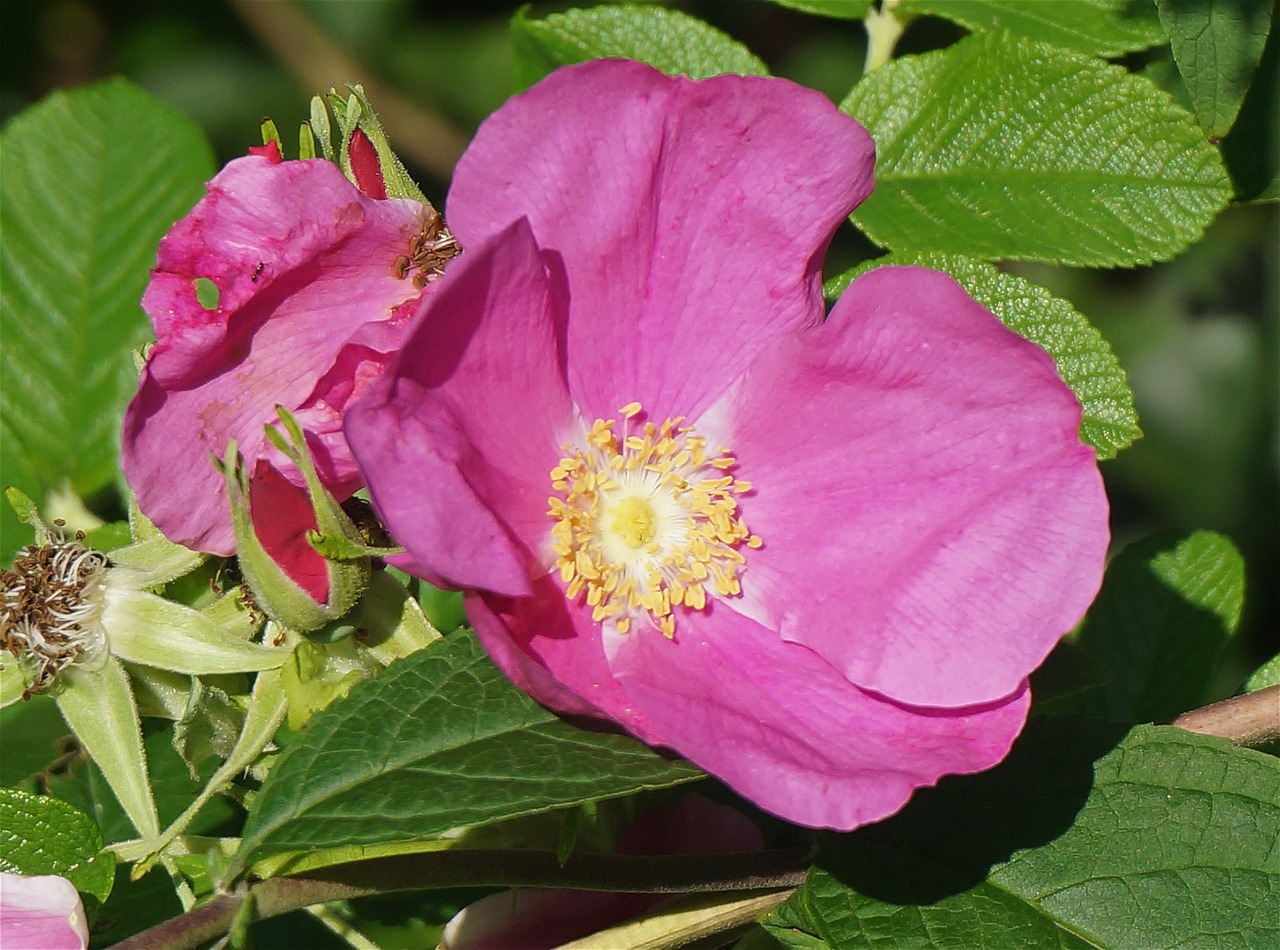 Rugosa Rožė, Rožė, Rožinis, Lapai, Gėlė, Žiedas, Žydėti, Sodas, Gamta, Natūralus