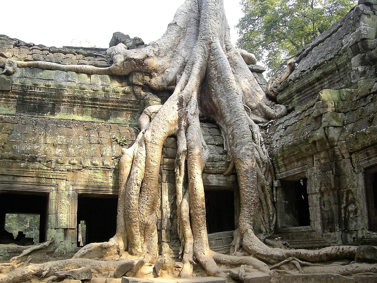Sugadinti, Senas, Medis, Angkor Wat, Kambodža, Nuosmukis, Istorija, Nemokamos Nuotraukos,  Nemokama Licenzija