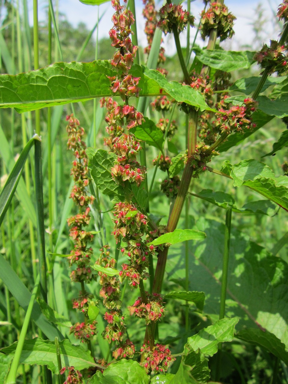 Rumex Obtusifolius,  Plačiajuostis Dokas,  Kartaus Dokas,  Bluntleaf Dokas,  Doko Lapas,  Sviesto Dokas,  Wildflower,  Žiedynas,  Flora,  Botanika