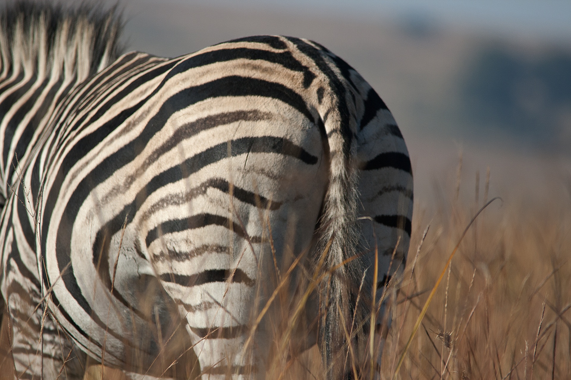 Gyvūnas,  Žaidimas,  Zebra,  Atgal,  Už Kūnas,  Dryžuotas,  Žiemos Kotelis, Nemokamos Nuotraukos,  Nemokama Licenzija