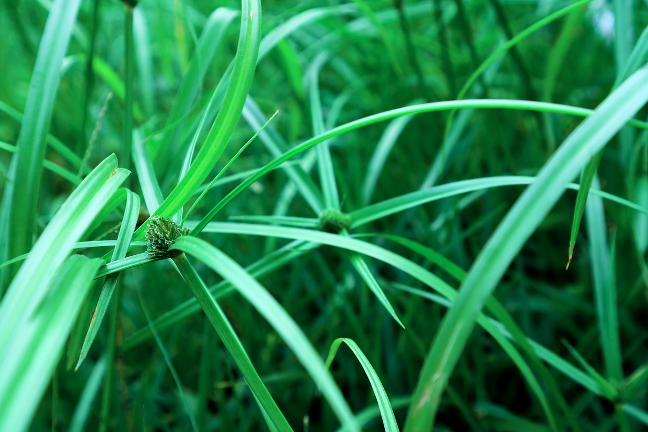 Rumput, Gamta, Žalias, Natūralus, Lapai, Vasara, Nemokamos Nuotraukos,  Nemokama Licenzija