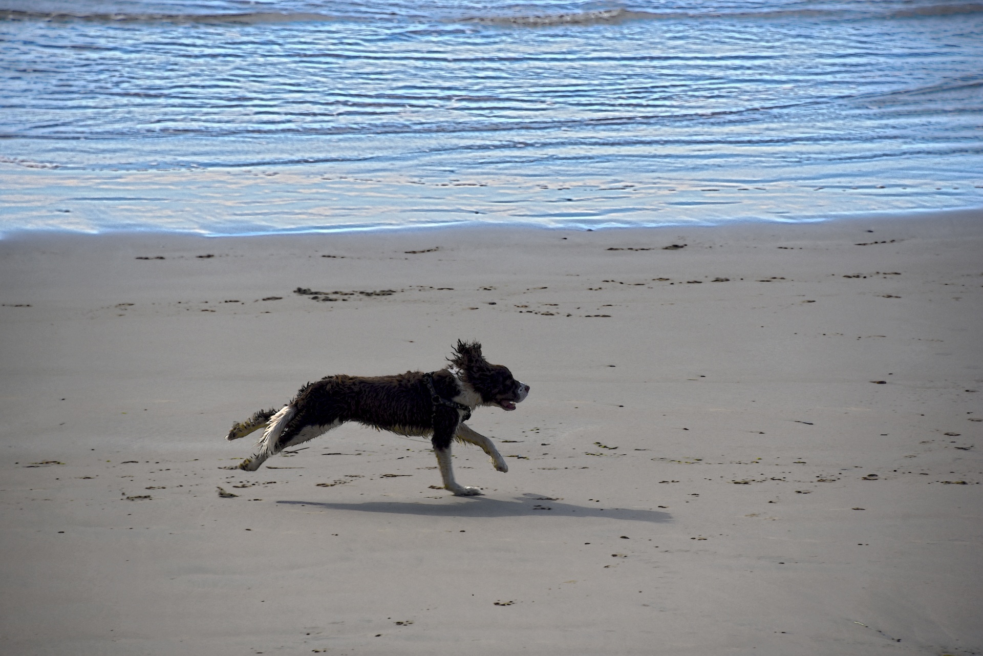Šuo,  Bėgimas,  Papludimys,  Laimingas,  Šlapias,  Vandenynas,  Ruda,  Balta,  Bėgimas Šuo Paplūdimyje, Nemokamos Nuotraukos