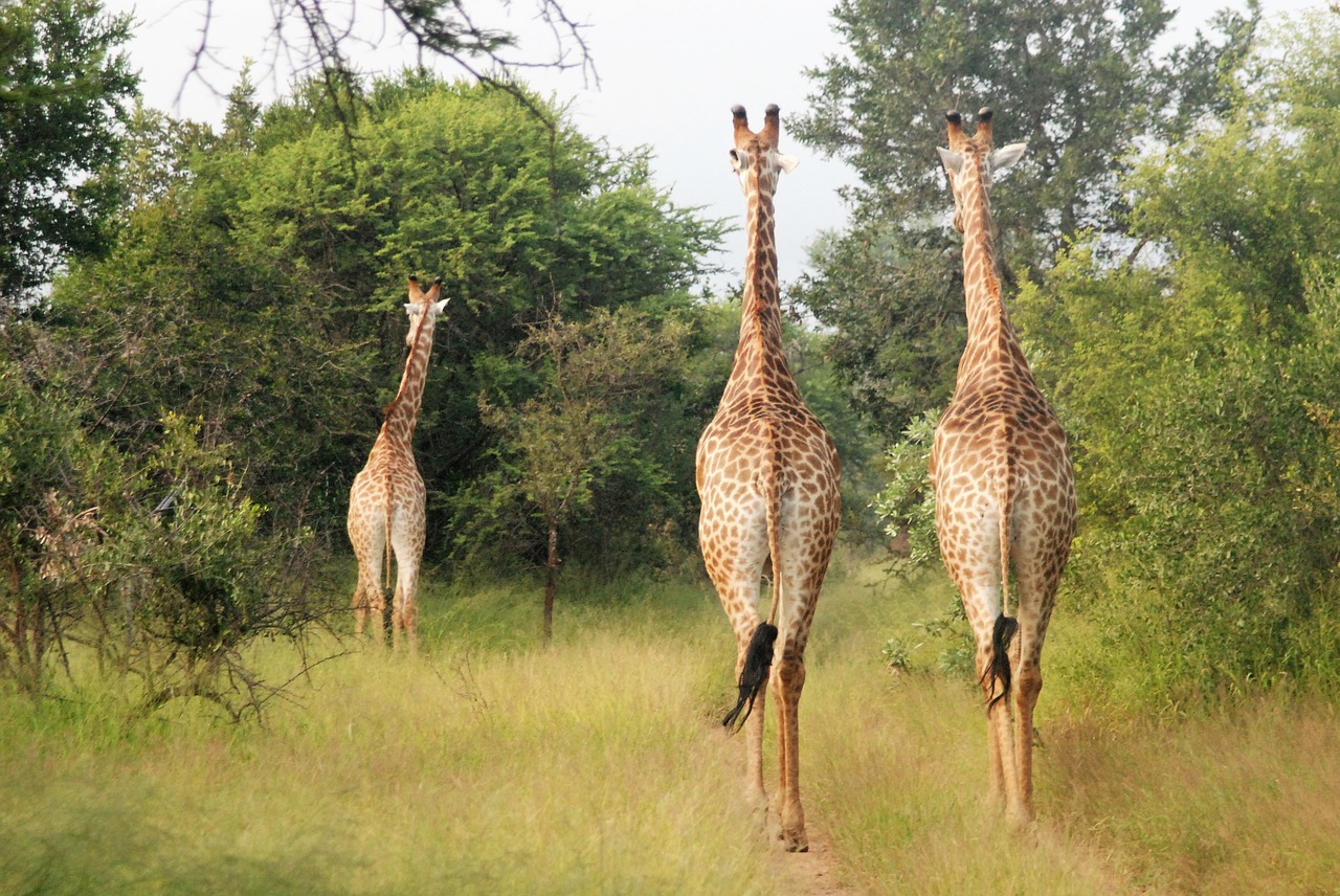 Vaziuojantys Žirafai, Dideli Gyvūnai, Grupė, Afrika, Nemokamos Nuotraukos,  Nemokama Licenzija
