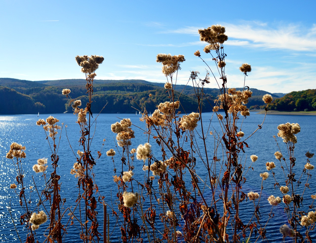 Rurtalsperre, Schwammenauel, Eifel, Ežeras, Vanduo, Vokietija, Kraštovaizdis, Ruduo, Piktžolių, Išblukęs