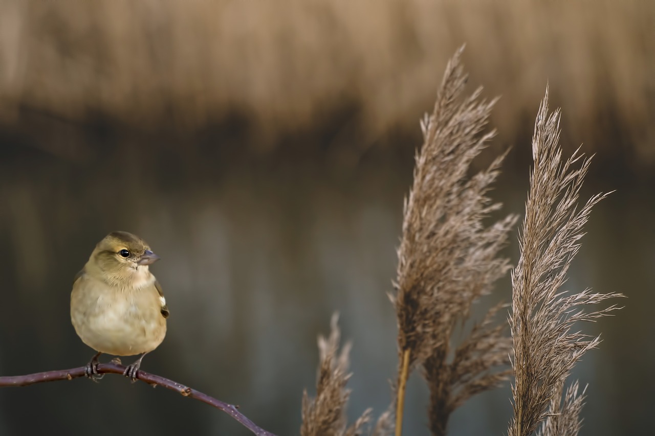 Skubėti, Paukštis, Kinglet, Ežeras, Vandenys, Tvenkinys, Nemokamos Nuotraukos,  Nemokama Licenzija