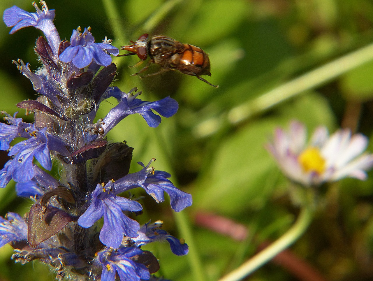 Campestris, Hoverfly, Vabzdys, Makro, Junginys, Sparnas, Maistas, Gamta, Uždaryti, Nemokamos Nuotraukos