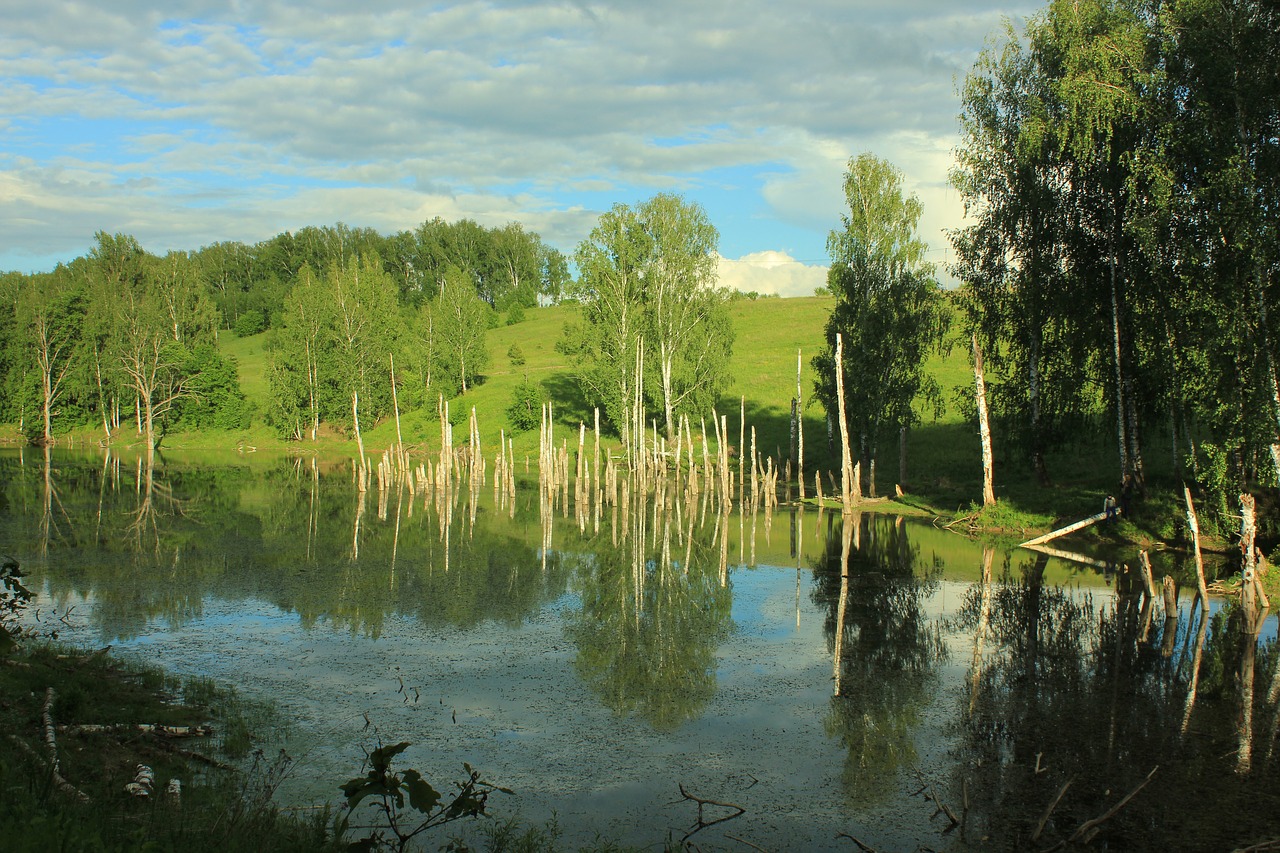 Rusija, Pelkė, Gamta, Miškas, Vanduo, Dangus, Žalumos, Nemokamos Nuotraukos,  Nemokama Licenzija