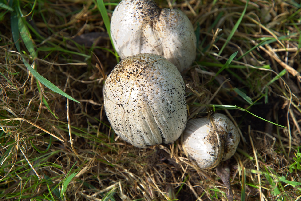 Russula, Grybai, Coprinus, Pavasaris, Pieva, Uždaryti, Nemokamos Nuotraukos,  Nemokama Licenzija