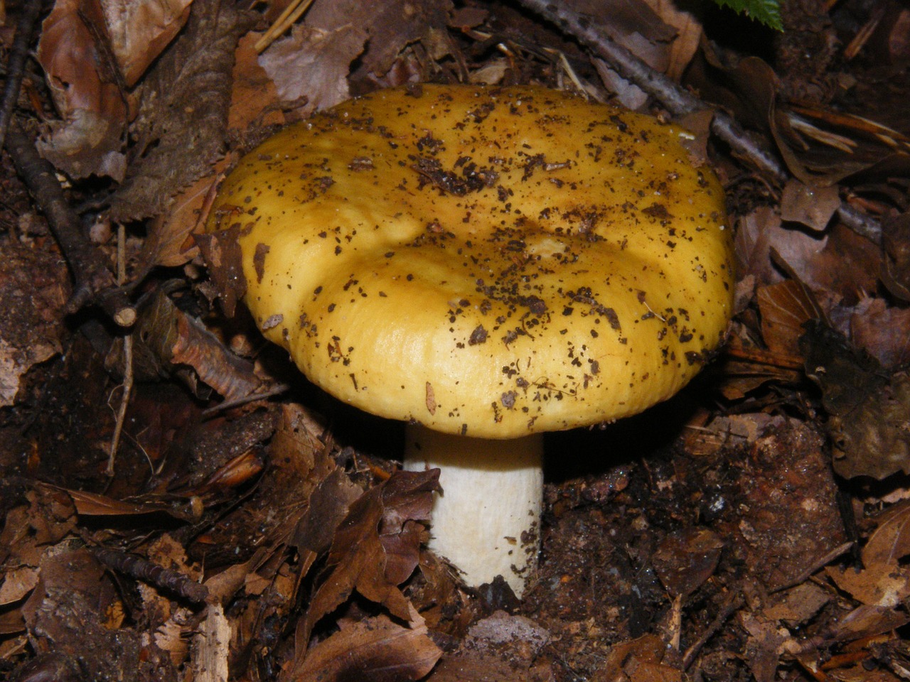 Russula, Grybai, Miškas, Ruduo, Spalvinga, Lapai, Surinkti, Geltona, Nemokamos Nuotraukos,  Nemokama Licenzija