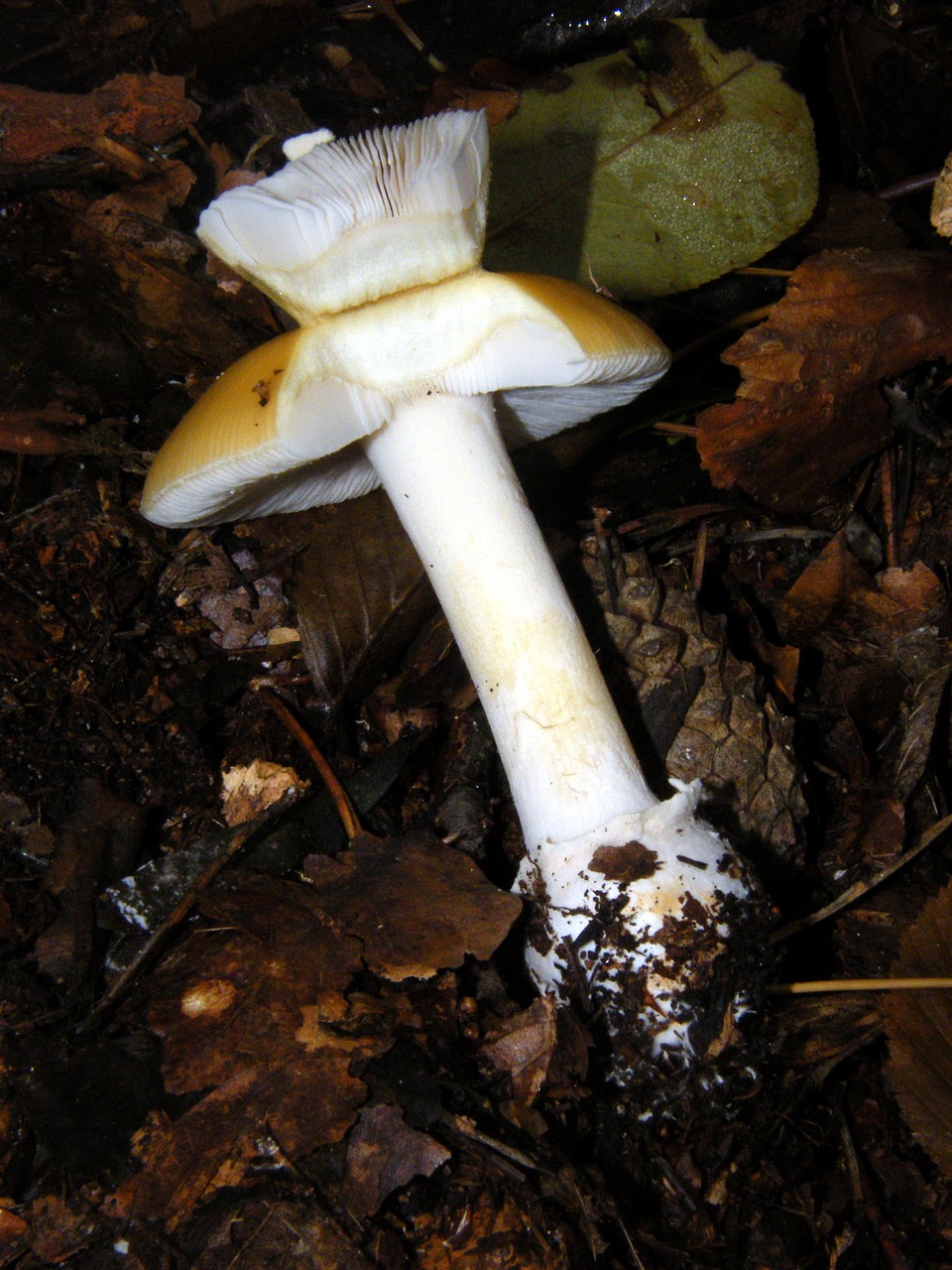 Russula, Grybai, Miškas, Ruduo, Spalvinga, Lapai, Surinkti, Geltona, Nemokamos Nuotraukos,  Nemokama Licenzija