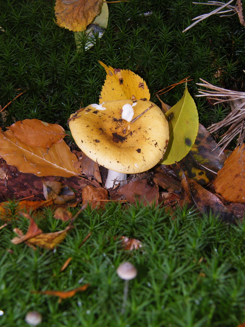 Russula, Grybai, Miškas, Ruduo, Spalvinga, Lapai, Surinkti, Geltona, Nemokamos Nuotraukos,  Nemokama Licenzija