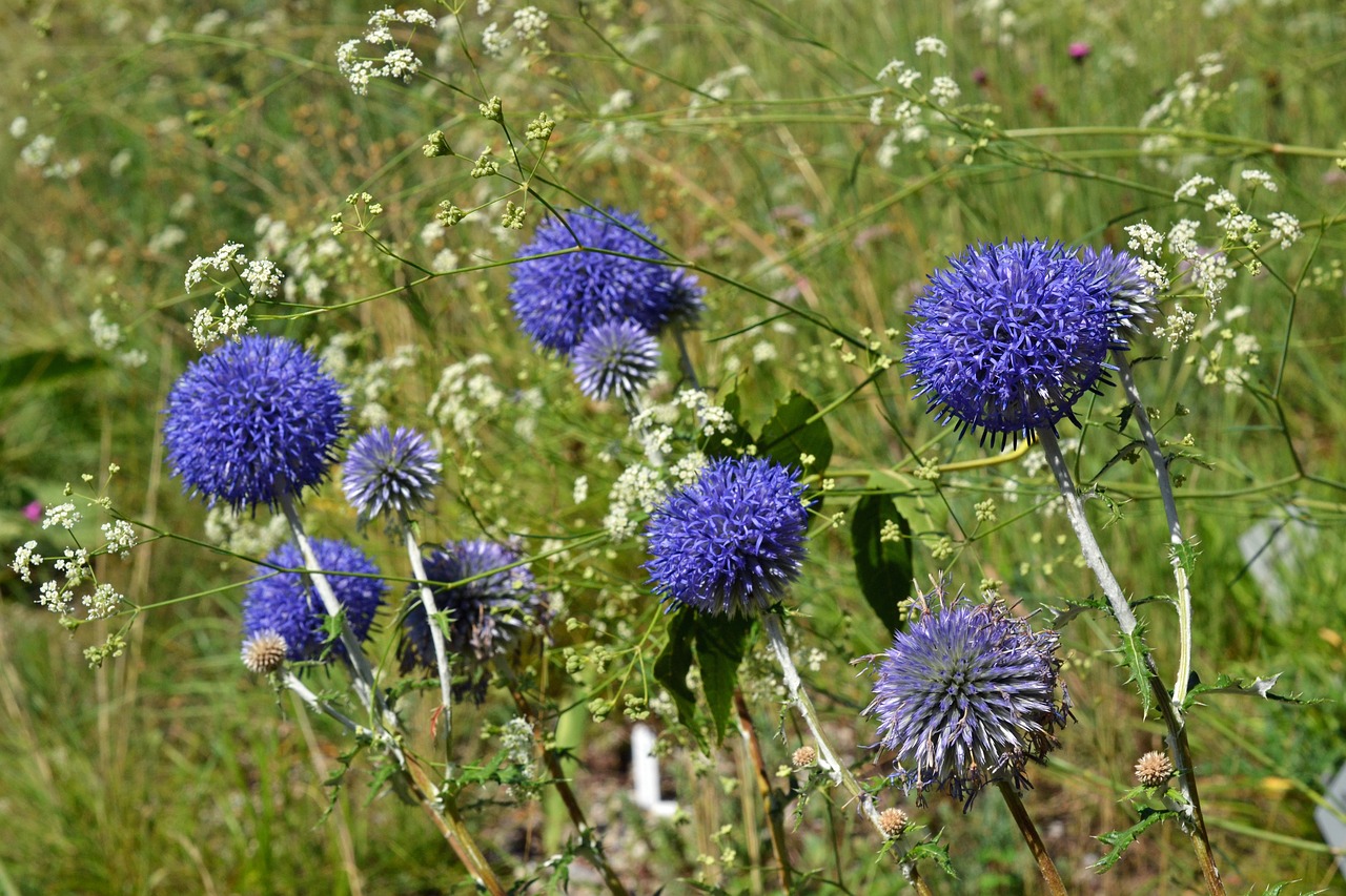 Ruthenian Kugeldistel, Echinops Ritro, Asteraceae, Mėlynas, Kompozitai, Drakonas, Gėlės, Pieva, Sodas, Nemokamos Nuotraukos