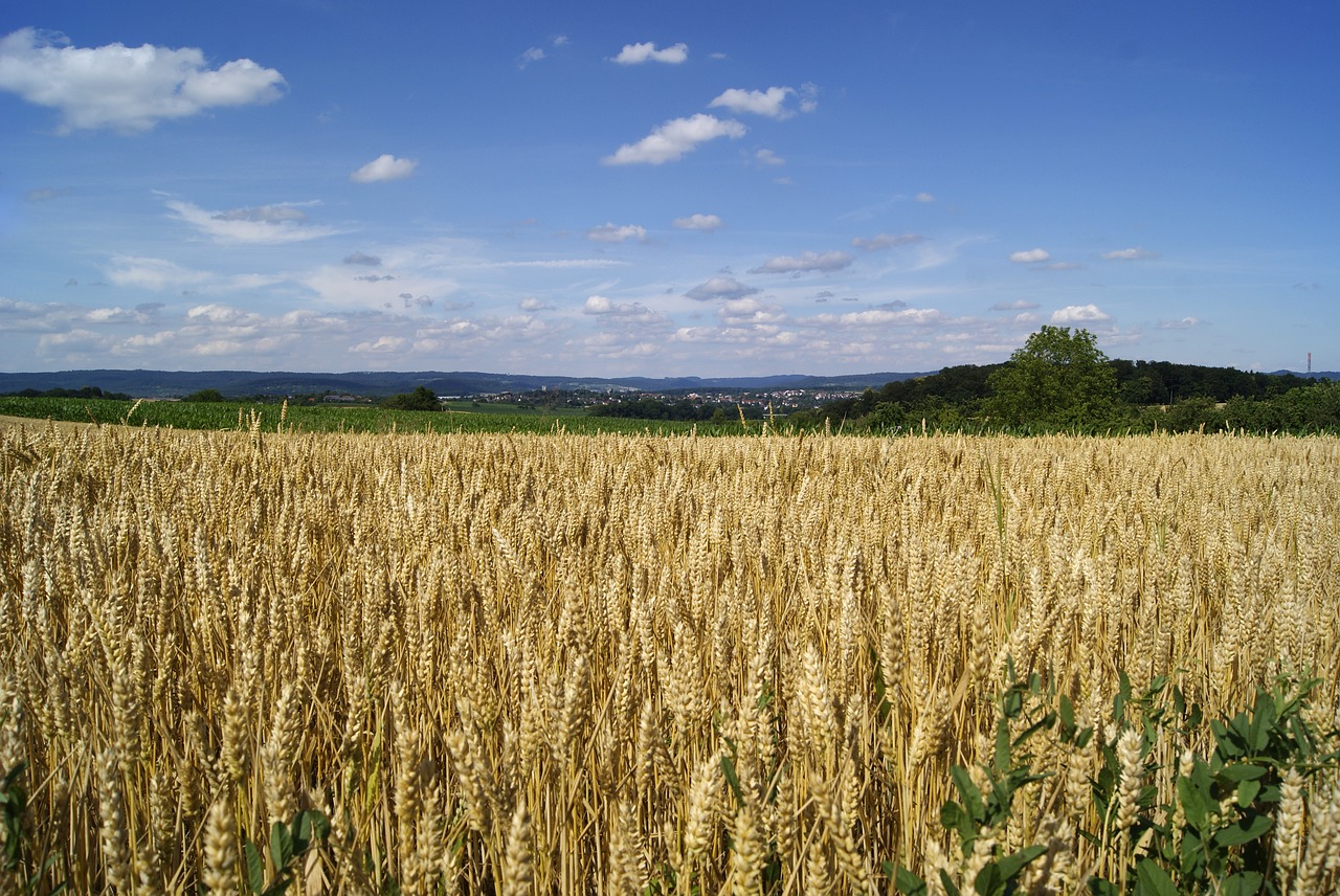 Rugiai, Gamta, Laukas, Maistas, Žemdirbystė, Pasėlių, Ekologiškas, Ūkininkavimas, Kraštovaizdis, Augimas