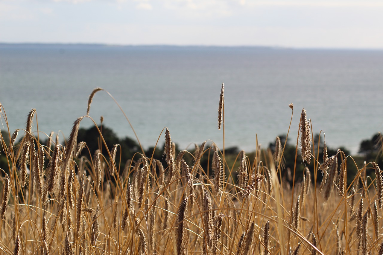 Rugių Laukas, Jūra, Denmark, Nemokamos Nuotraukos,  Nemokama Licenzija