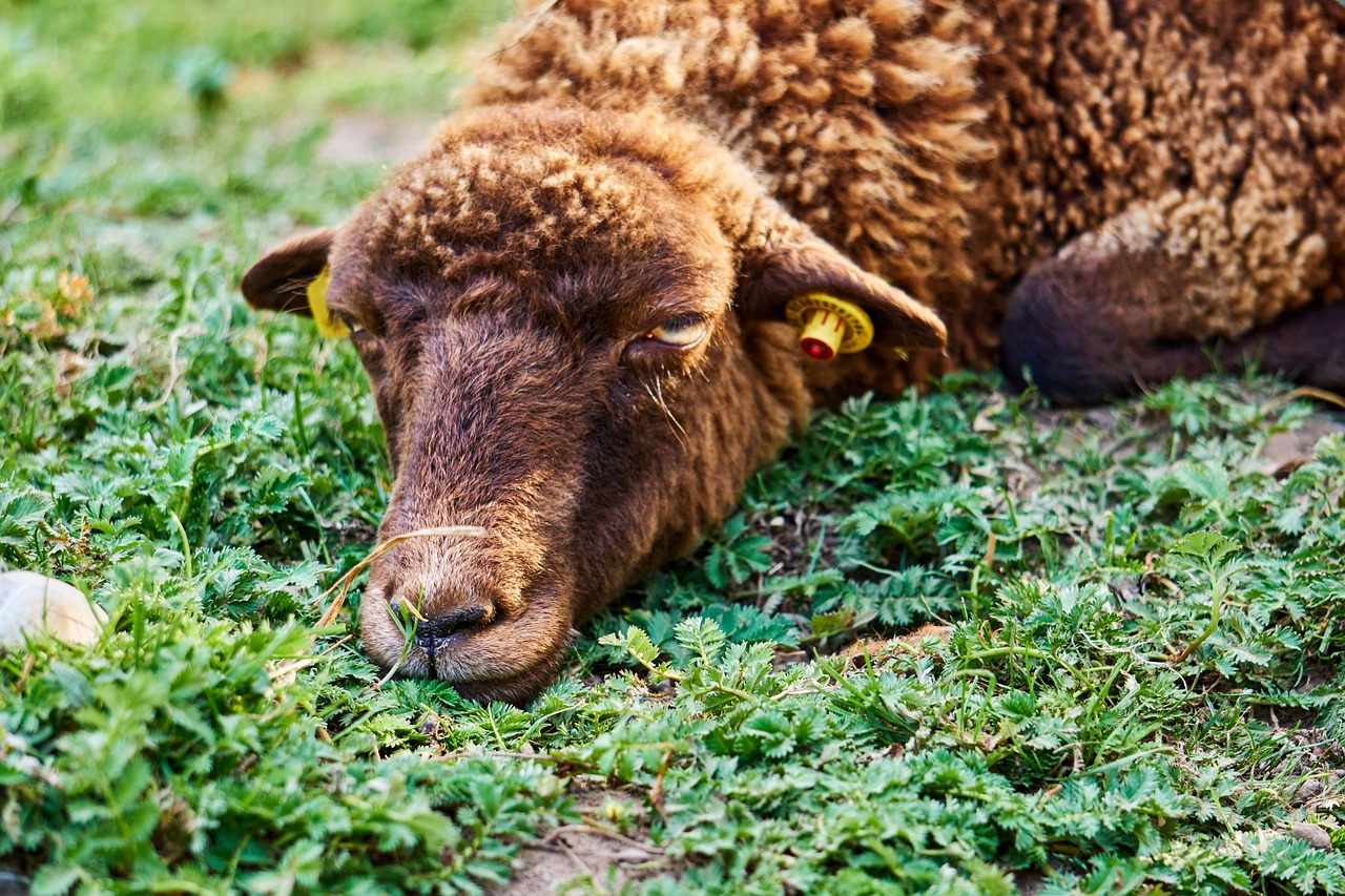 Sababurg Pilis,  Gyvūnas,  Avių,  Vata,  Ėriukas,  Pobūdį,  Žemdirbystė,  Mielas,  Žolė,  Ganyklos