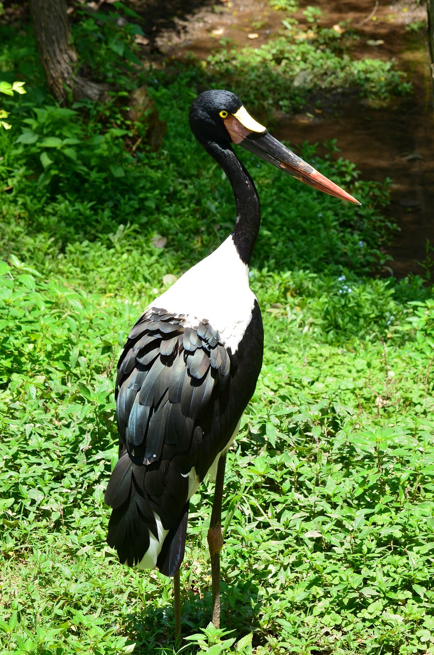 Paprastasis Gandras, Paukštis, Gandras, Gyvūnas, Gamta, Laukiniai, Sąskaitą, Balnelis, Pelkė, Egzotiškas