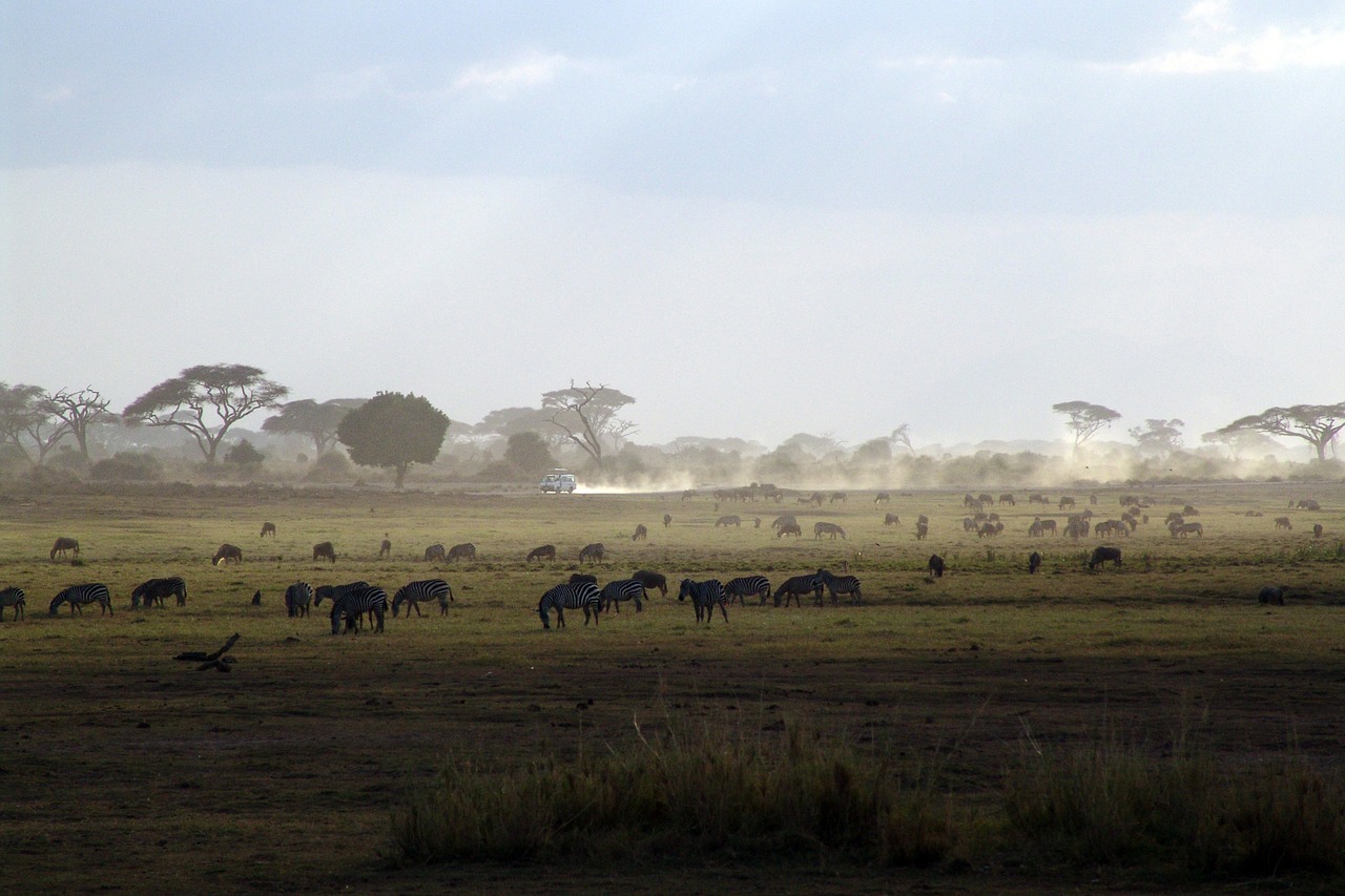 Safari, Kenya, Afrika, Nacionalinis Parkas, Gamta, Rytų Afrika, Gyvūnai, Žinduolis, Nemokamos Nuotraukos,  Nemokama Licenzija