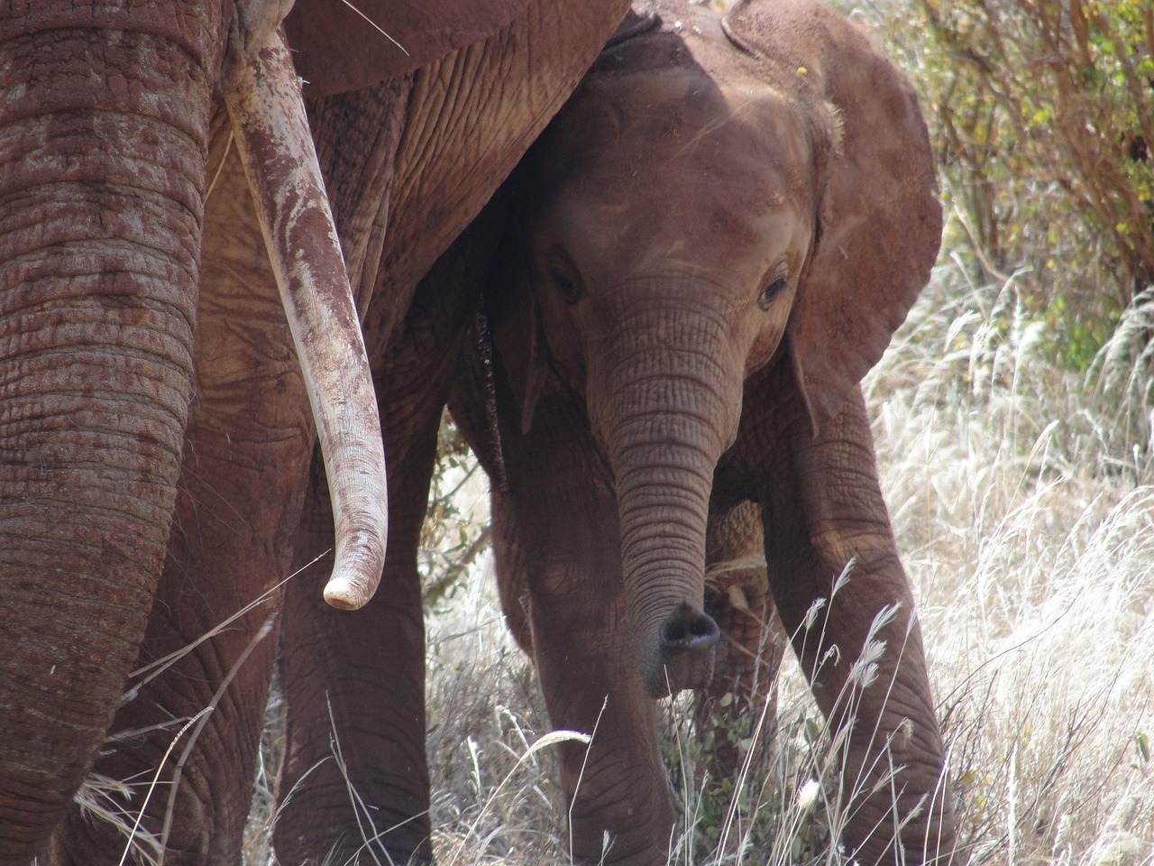 Safari, Kenya, Dramblys, Dramblio Veršelis, Rytų Afrika, Nemokamos Nuotraukos,  Nemokama Licenzija