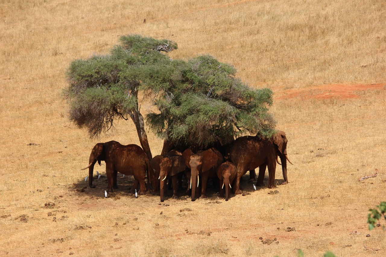 Safari, Dramblys, Afrika, Kenya, Tsavo, Nemokamos Nuotraukos,  Nemokama Licenzija