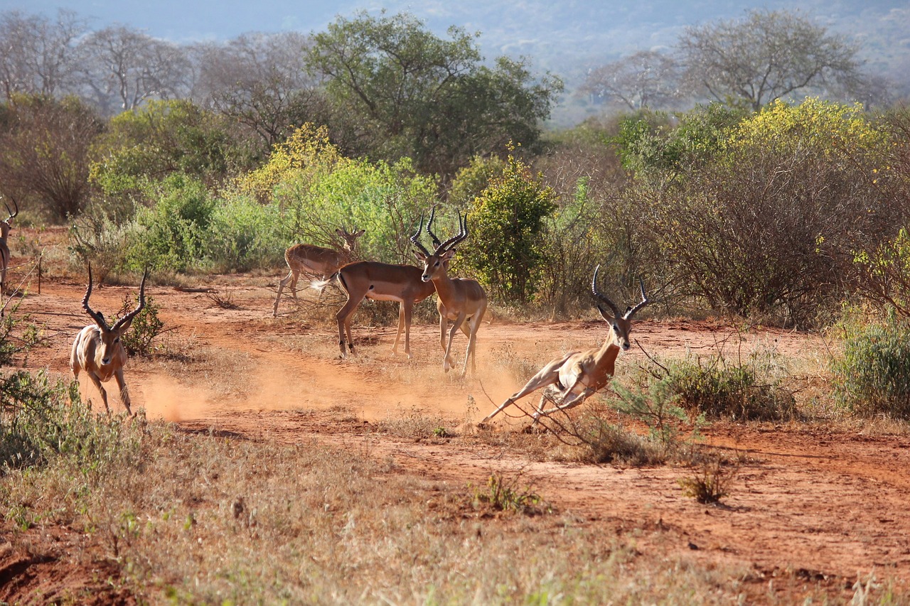 Safari, Kenya, Antilopė, Tsavo, Nemokamos Nuotraukos,  Nemokama Licenzija