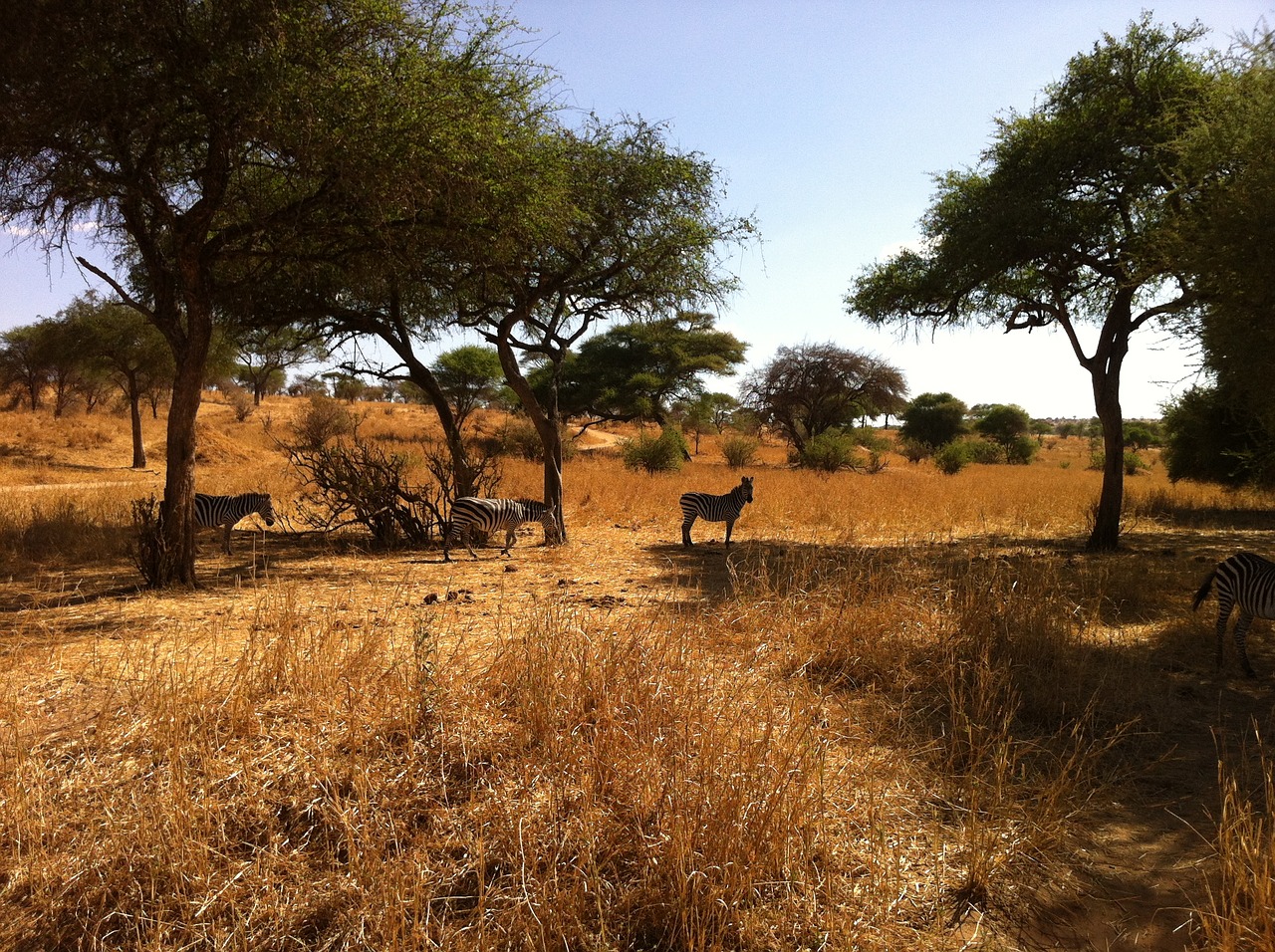 Safari, Afrika, Zebra, Nemokamos Nuotraukos,  Nemokama Licenzija