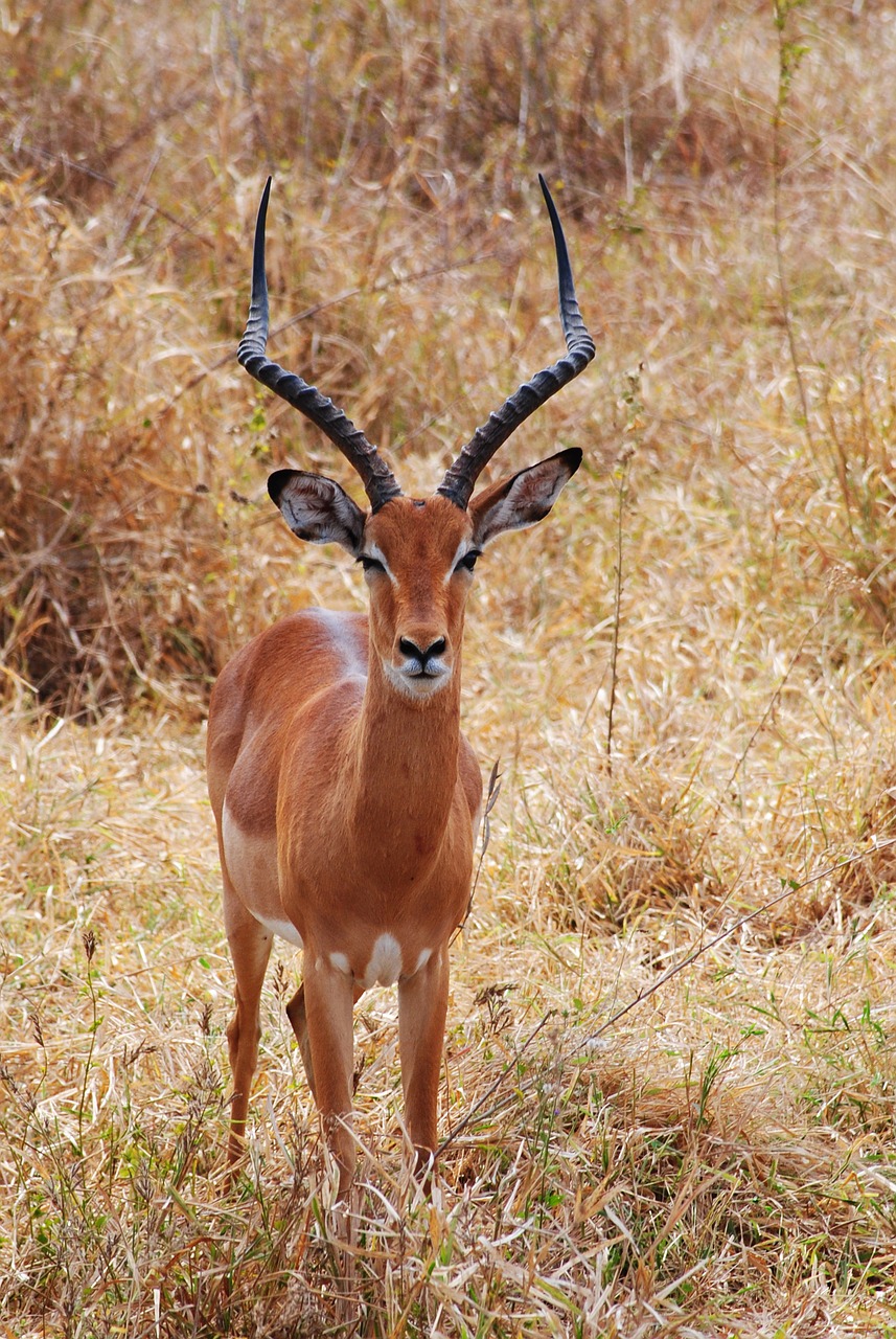 Safari, Kenya, Afrika, Nacionalinis Parkas, Gyvūnas, Laukinis Gyvūnas, Tsavo, Antilopė, Nemokamos Nuotraukos,  Nemokama Licenzija