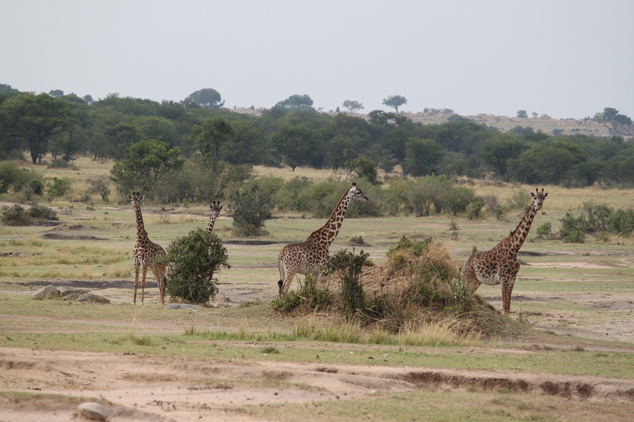 Safari, Laukinė Gamta, Gyvūnas, Gamta, Kenya, Tanzanija, Dykuma, Žirafa, Nemokamos Nuotraukos,  Nemokama Licenzija