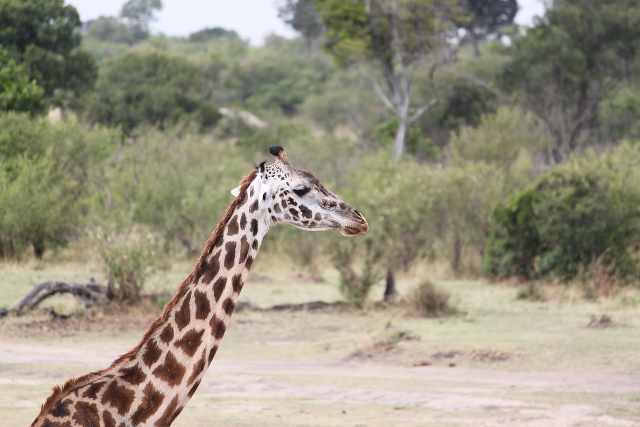 Safari, Laukinė Gamta, Gyvūnas, Gamta, Kenya, Tanzanija, Dykuma, Žirafa, Nemokamos Nuotraukos,  Nemokama Licenzija